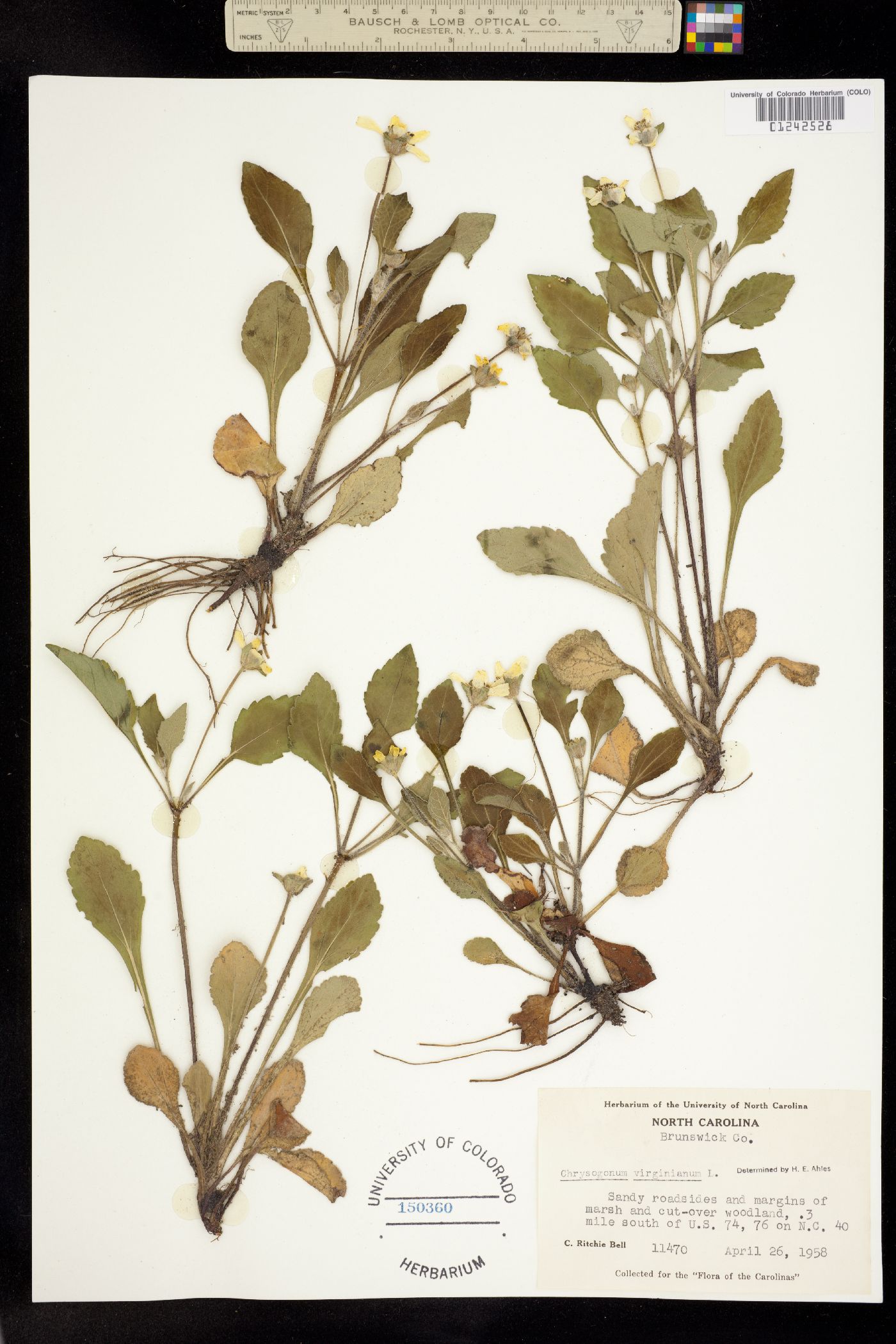 Chrysogonum image