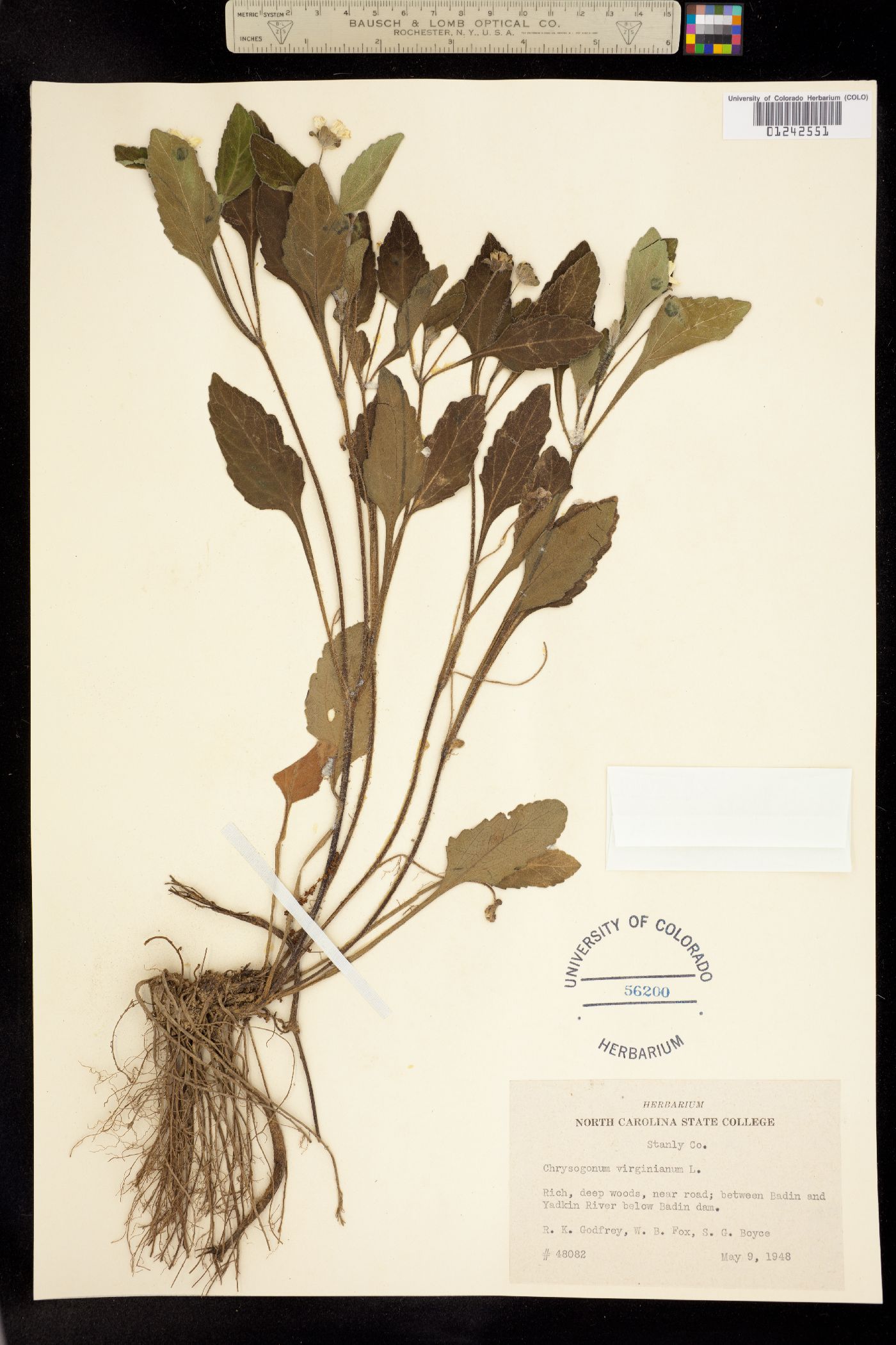 Chrysogonum virginianum image