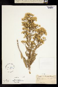 Image of Chrysoma pauciflosculosa