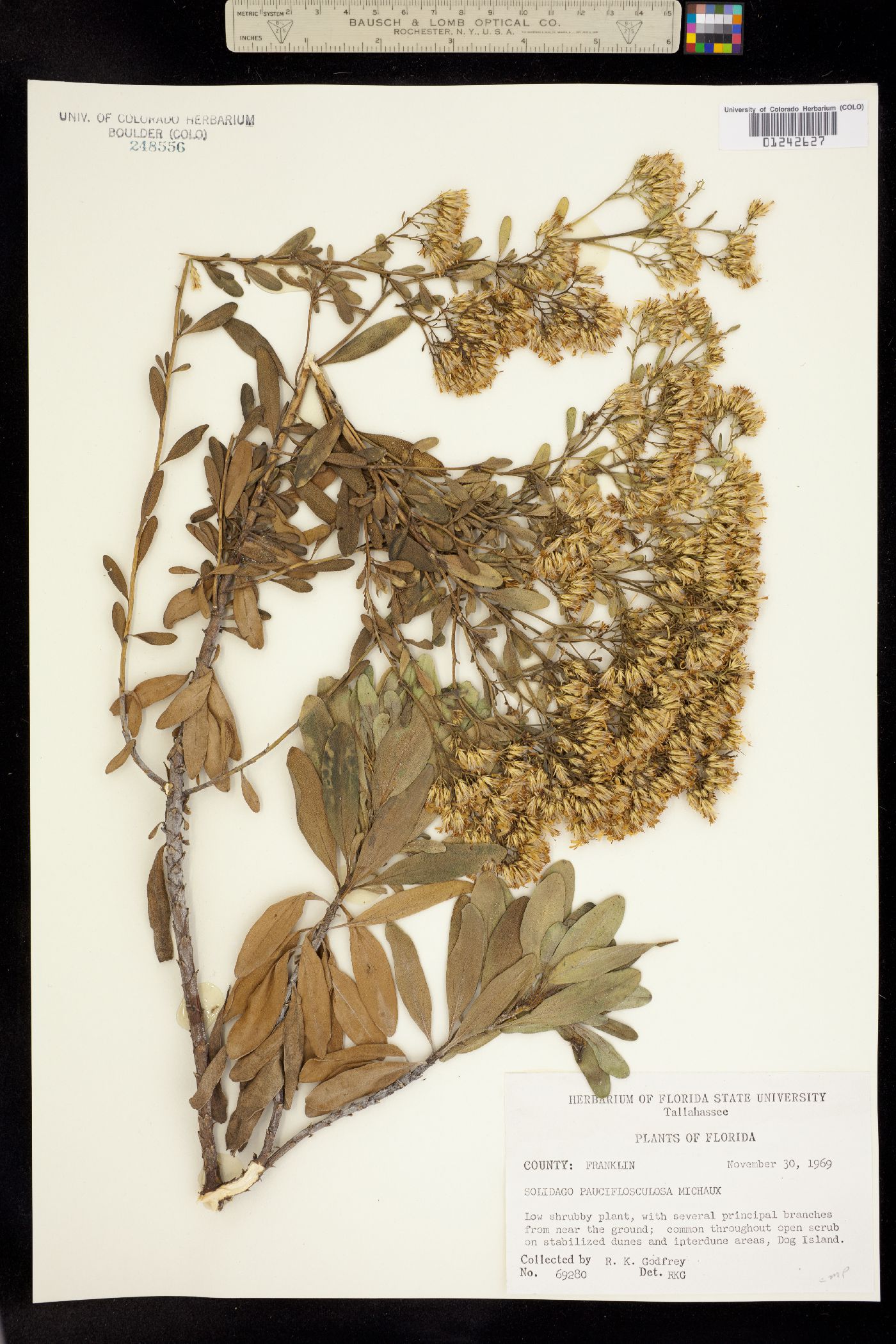 Chrysoma image