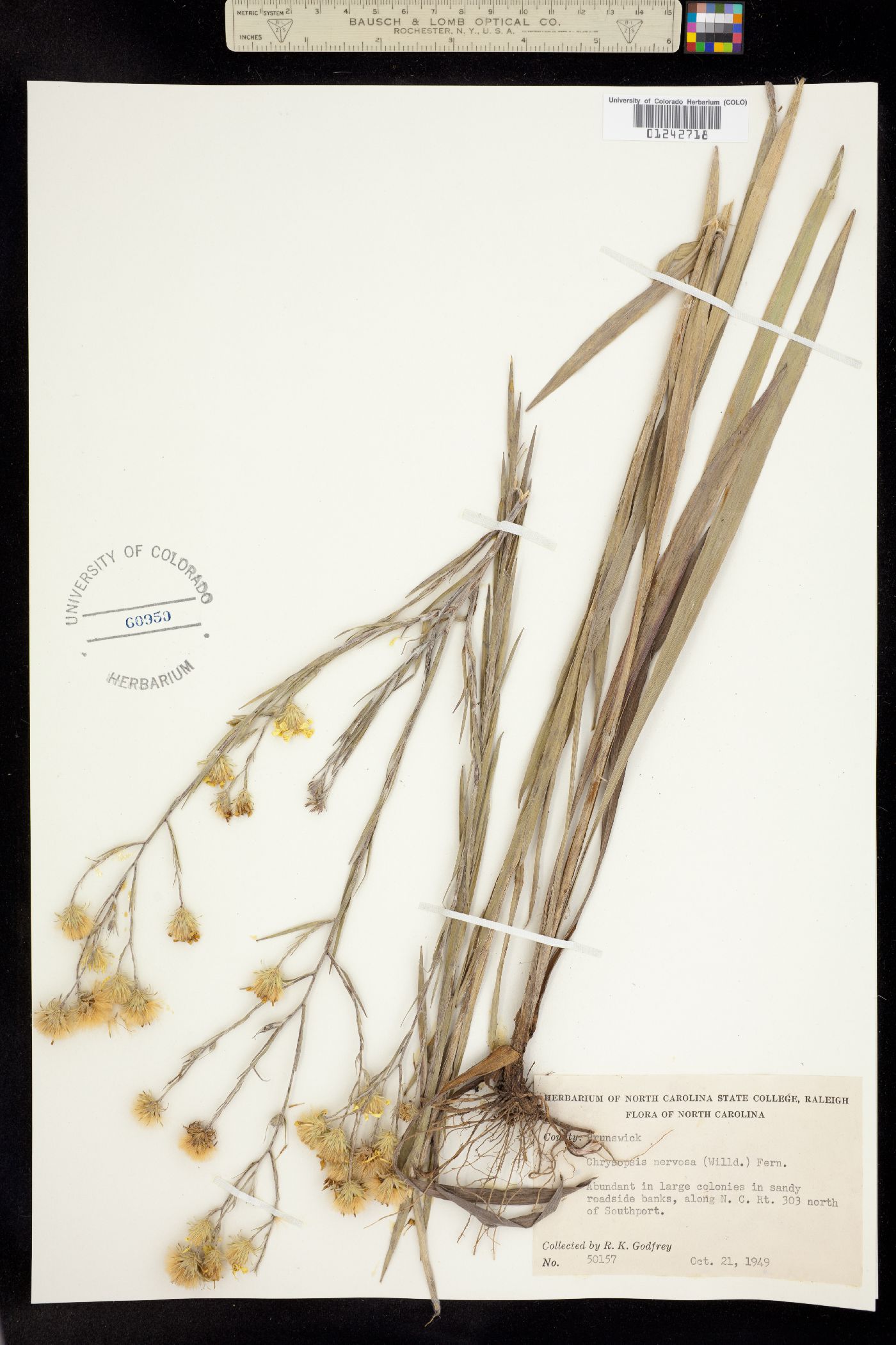 Chrysopsis nervosa image