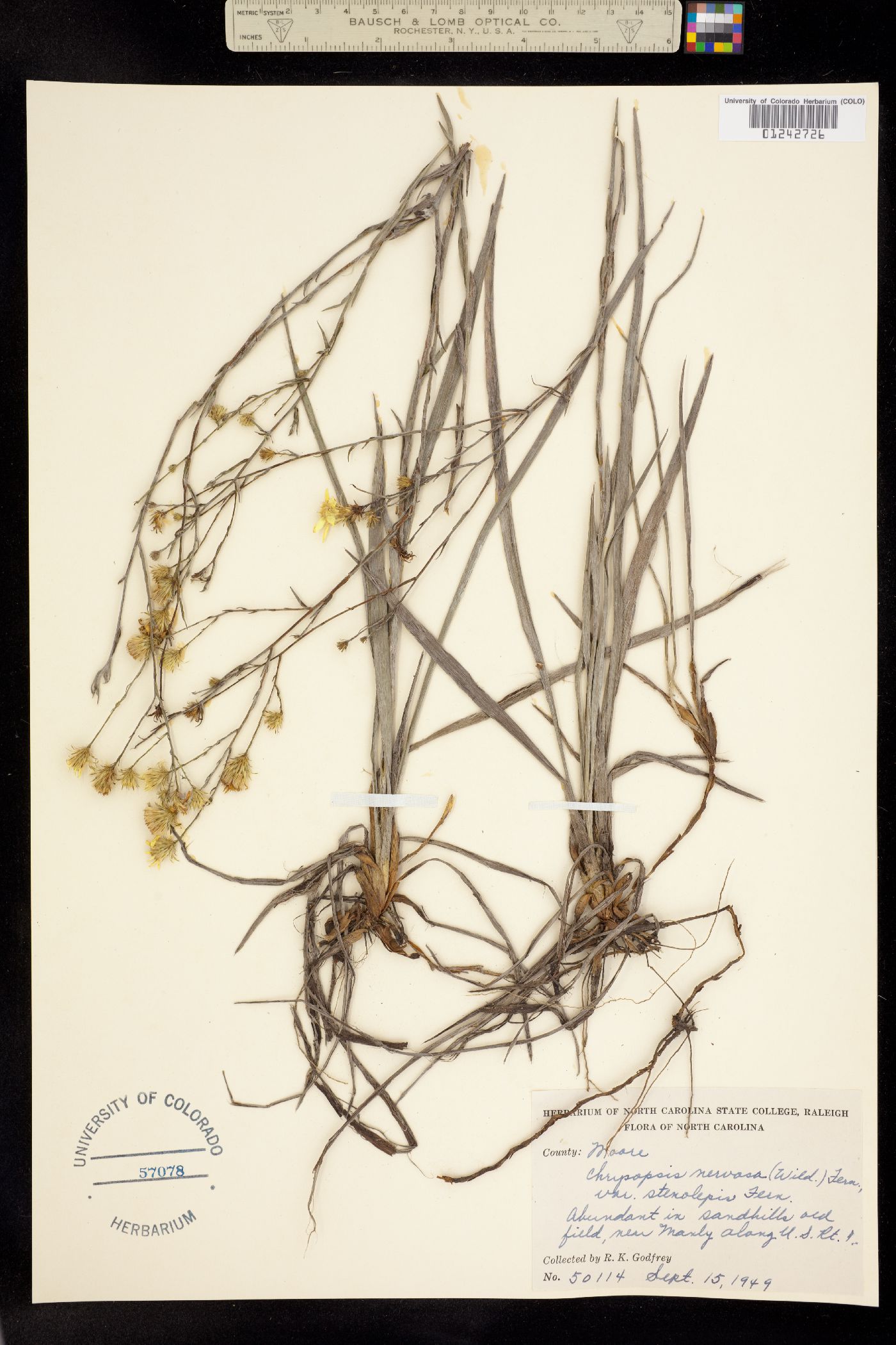 Chrysopsis nervosa image