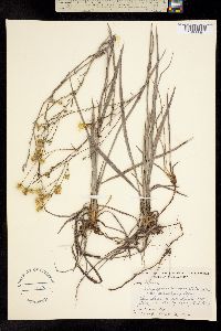 Chrysopsis nervosa image