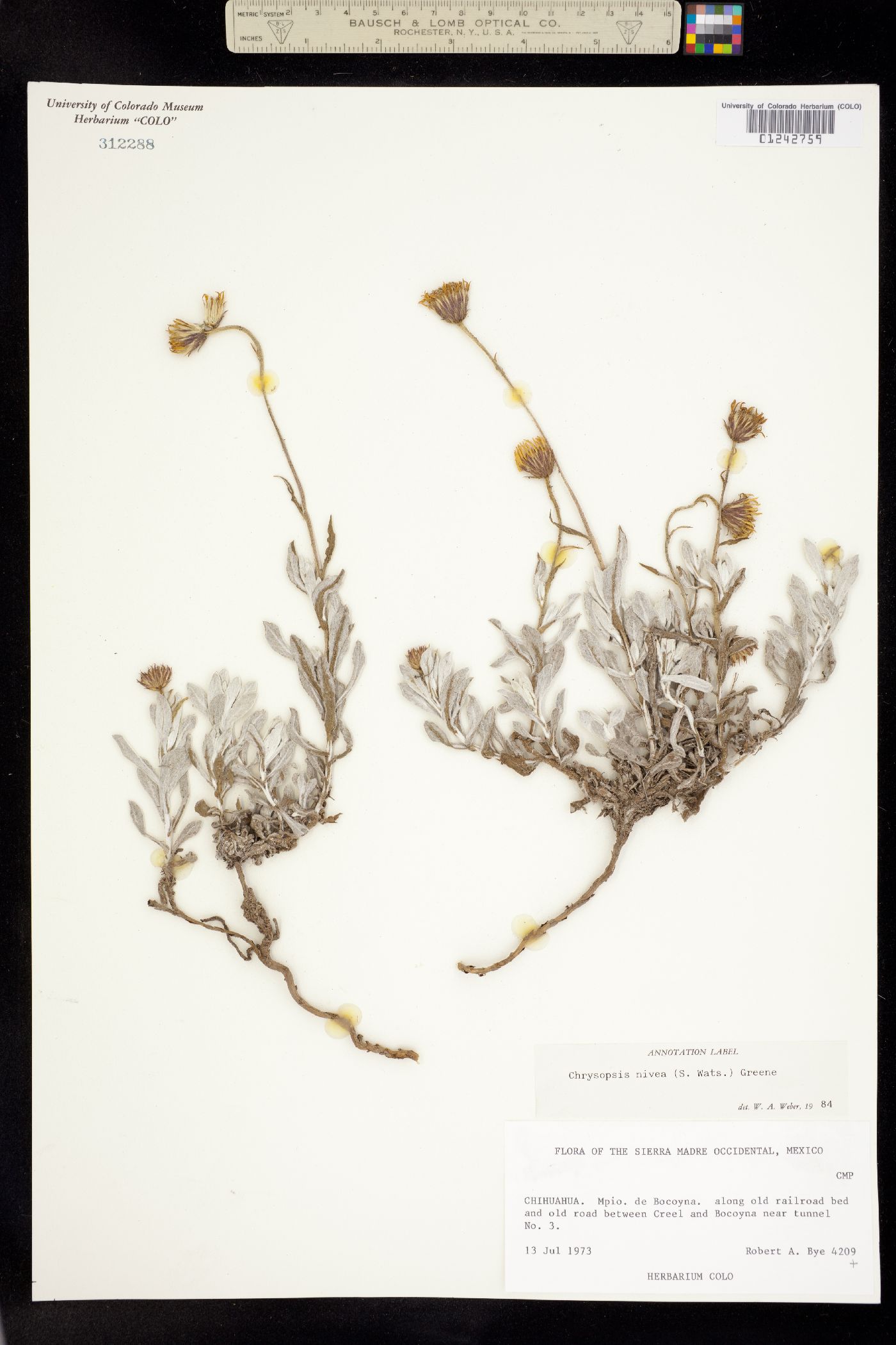 Chrysopsis nivea image