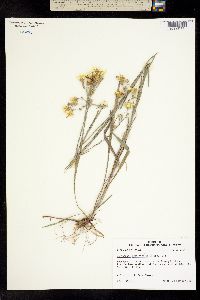 Image of Chrysopsis graminifolia