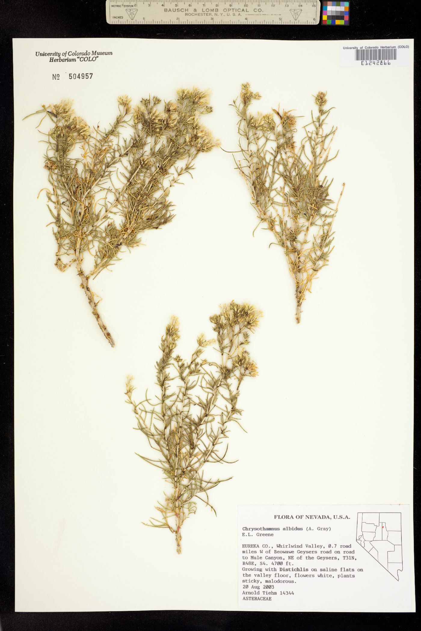 Ericameria albida image