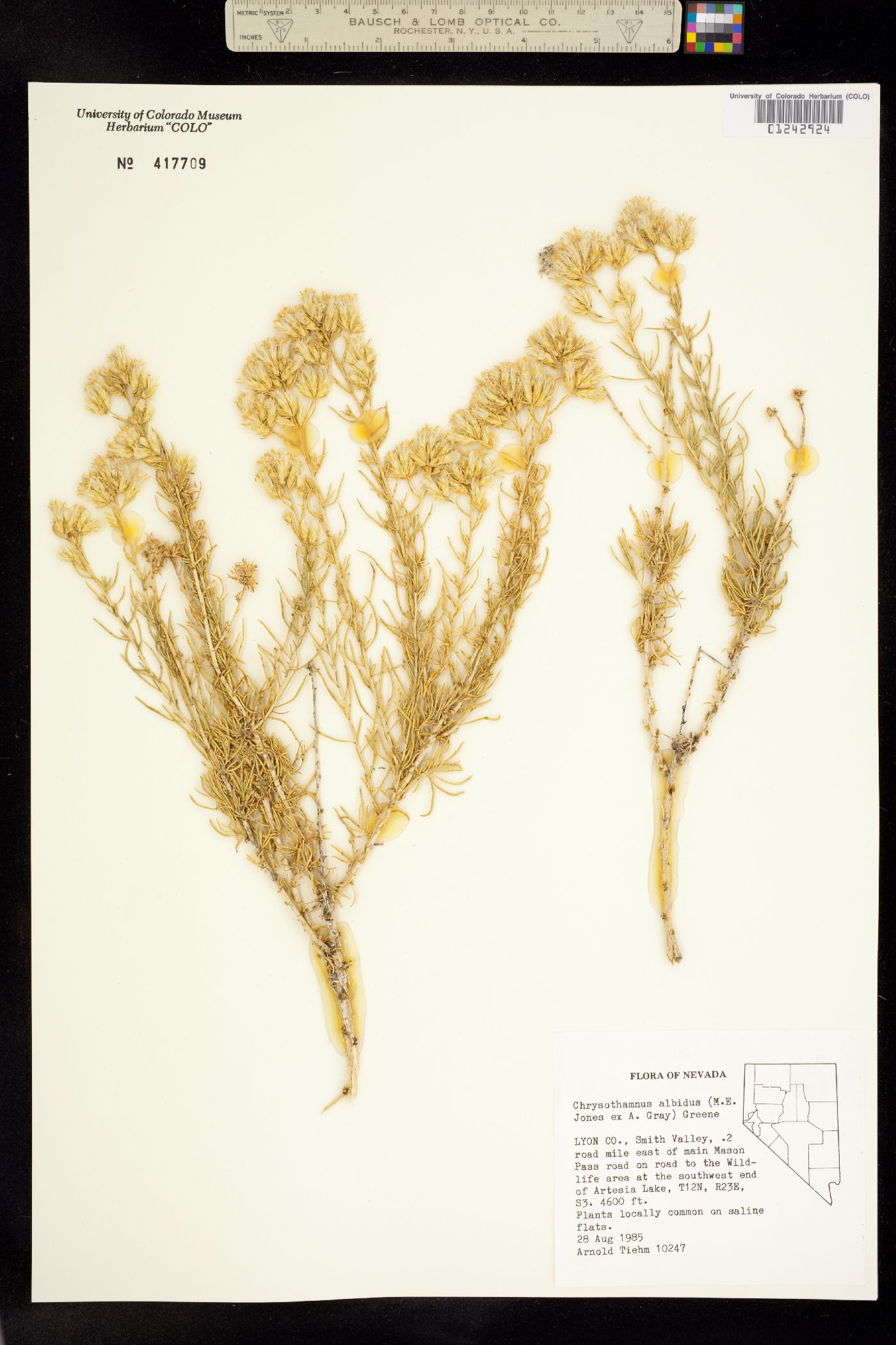 Ericameria albida image