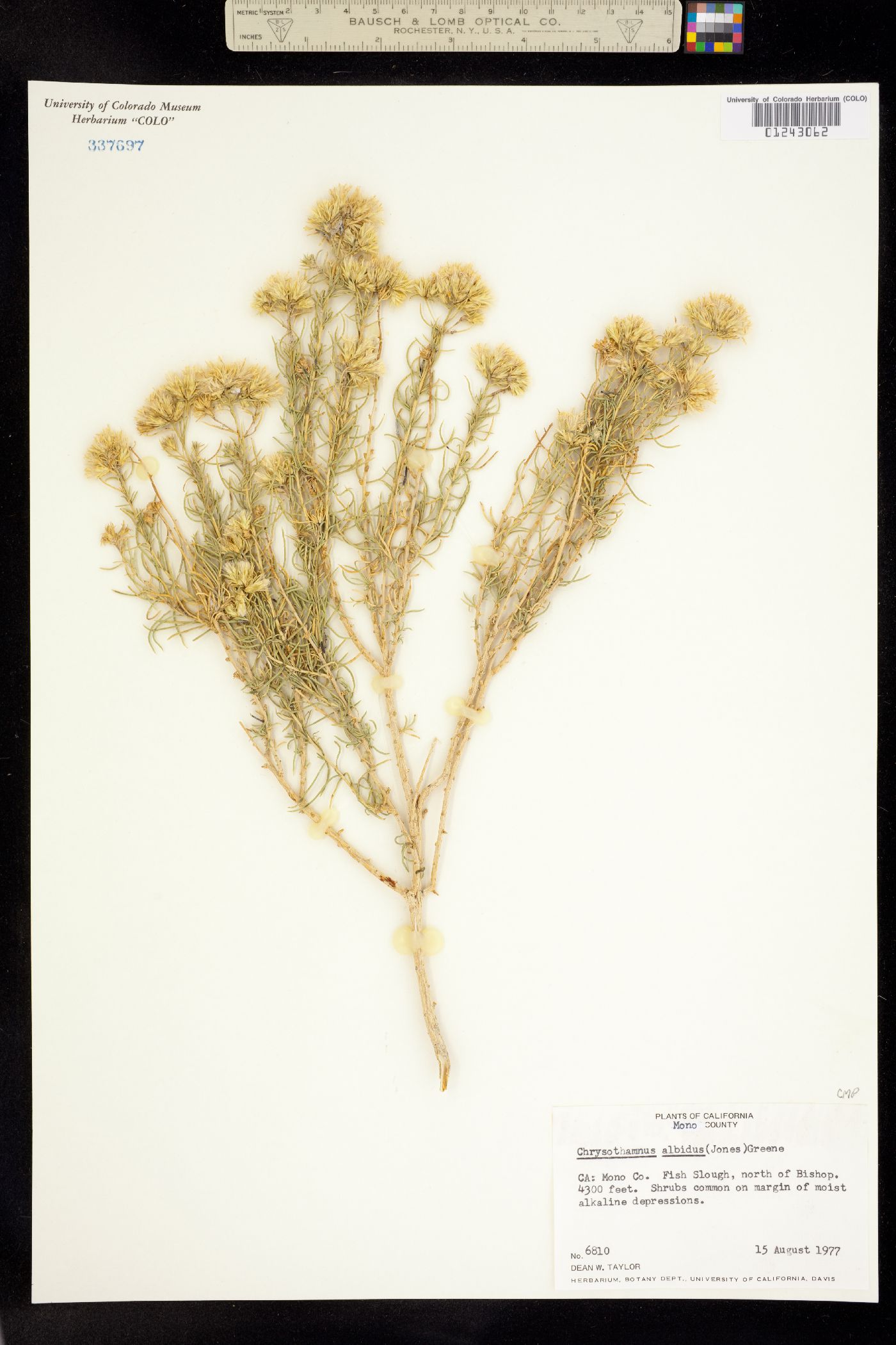 Ericameria albida image