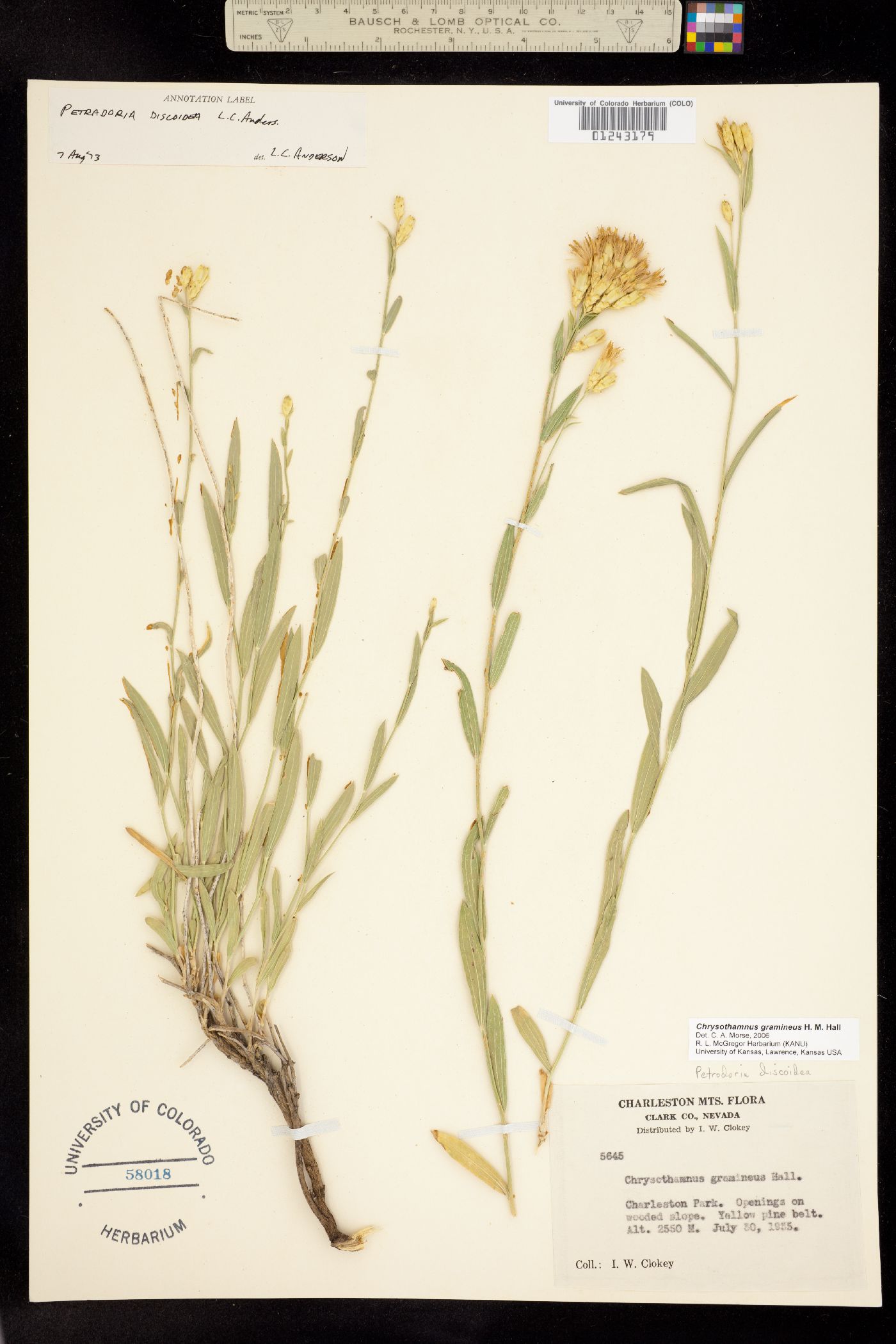 Chrysothamnus gramineus image