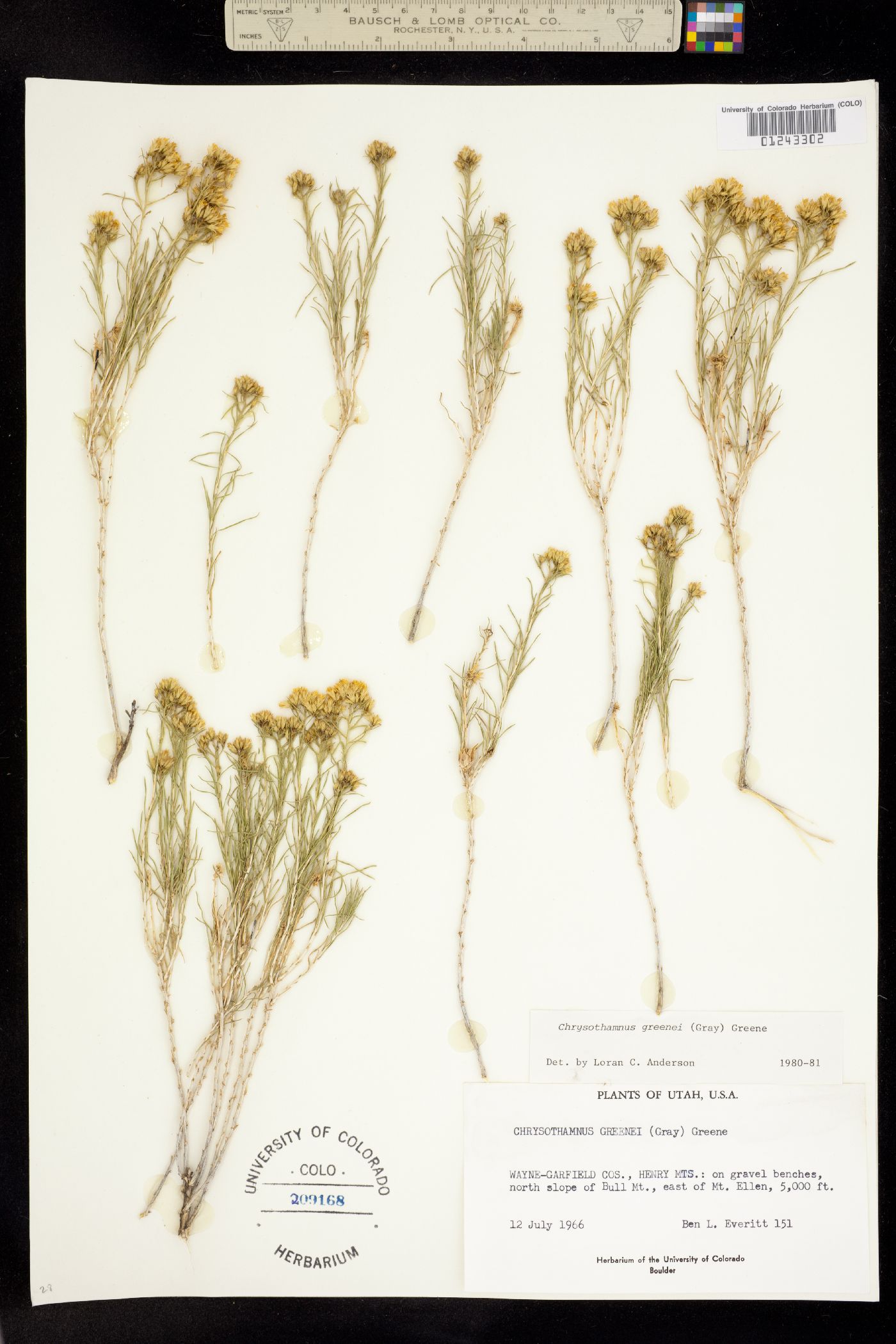 Chrysothamnus greenei image