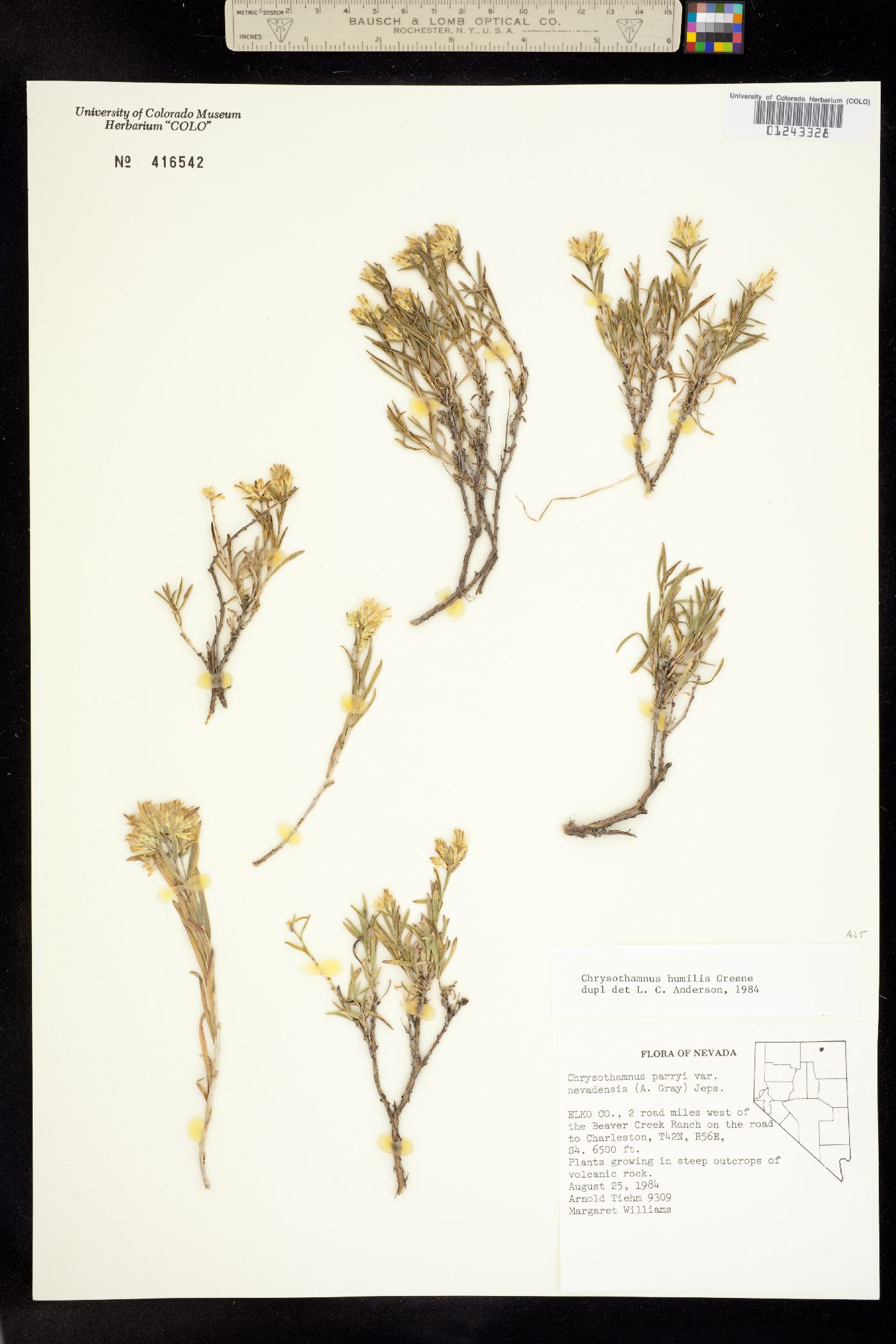 Chrysothamnus humilis image