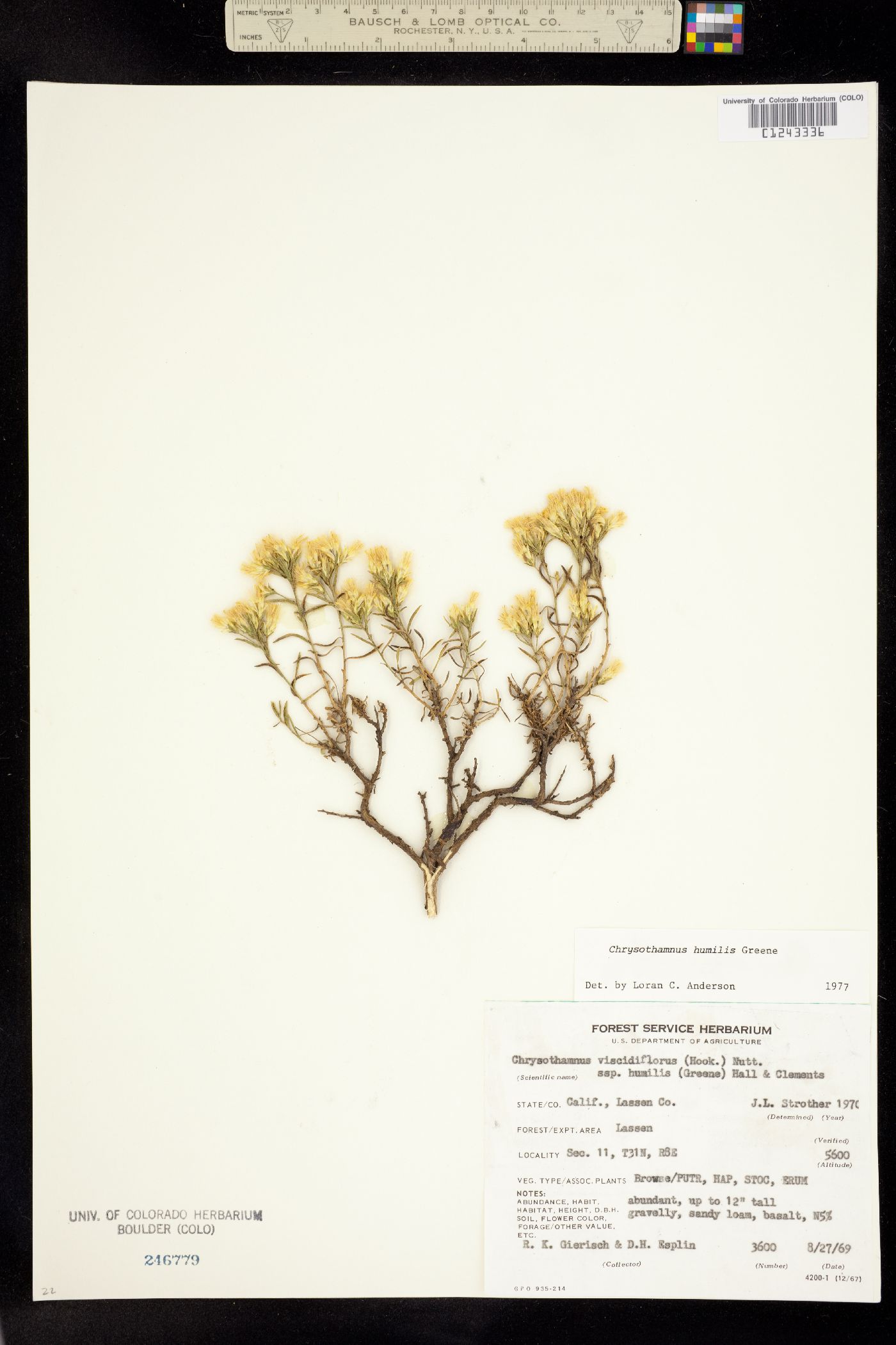 Chrysothamnus humilis image