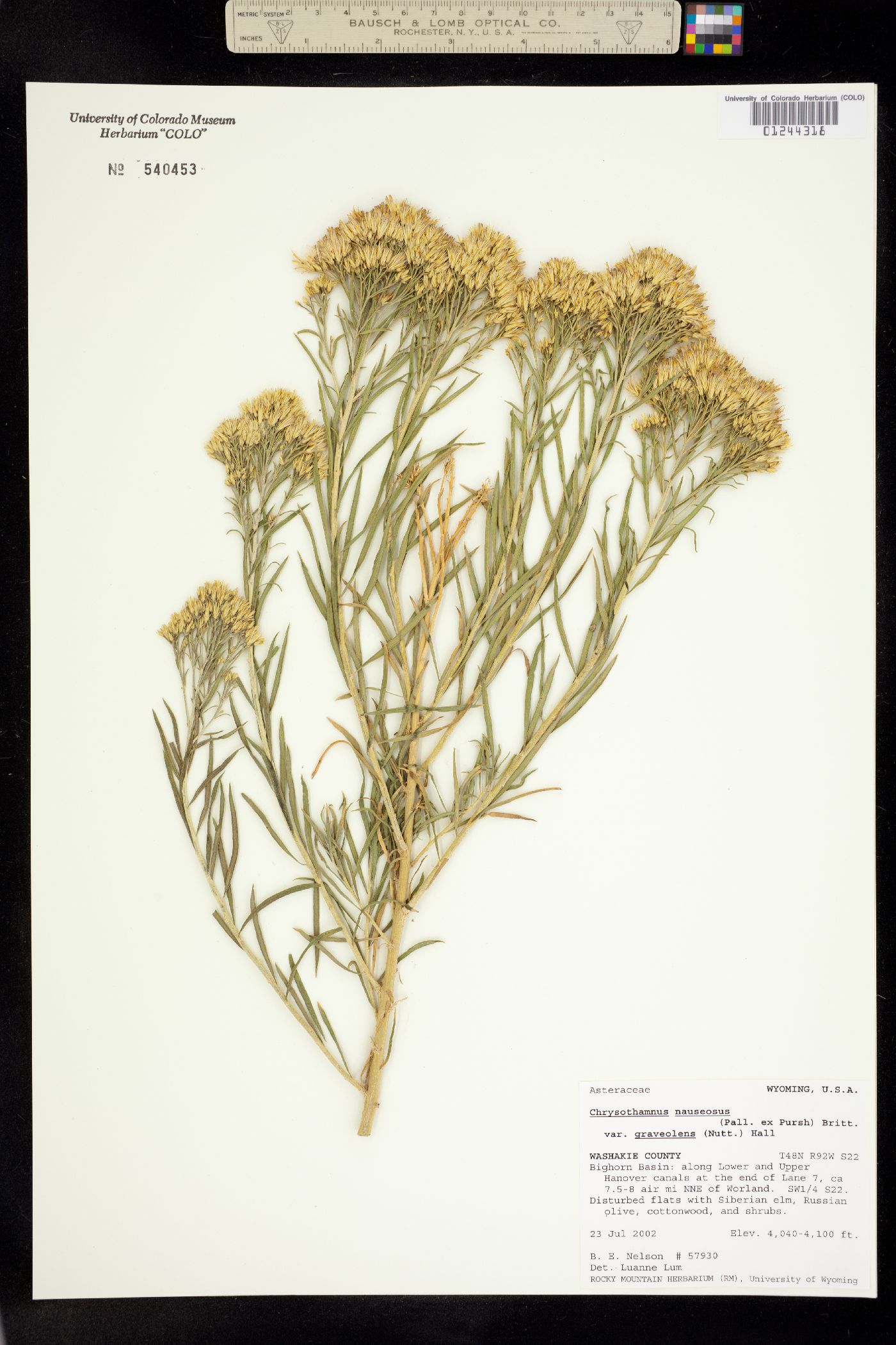 Chrysothamnus nauseosus var. graveolens image