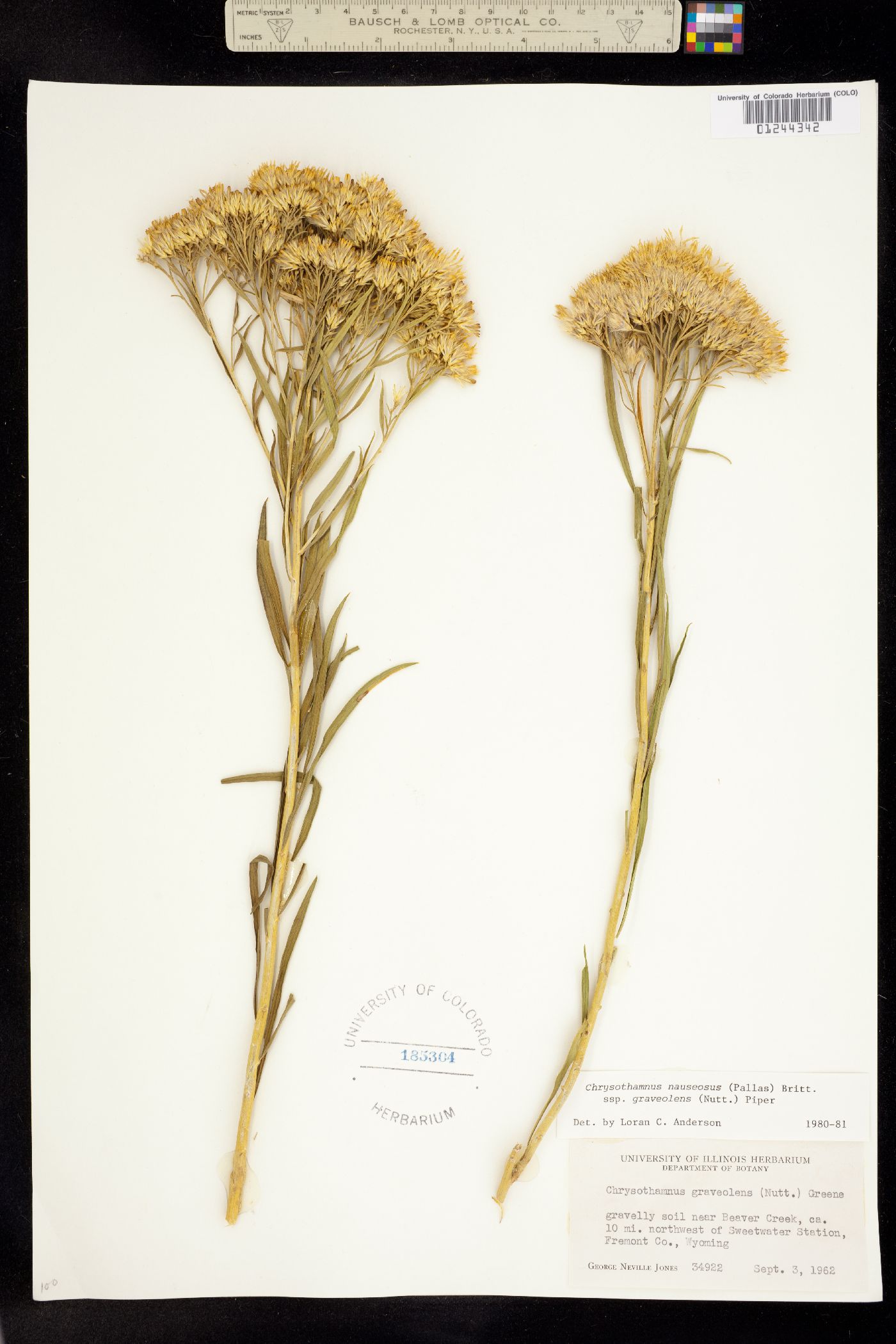 Chrysothamnus image