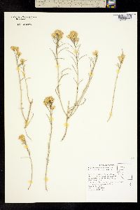 Ericameria nauseosa var. hololeuca image