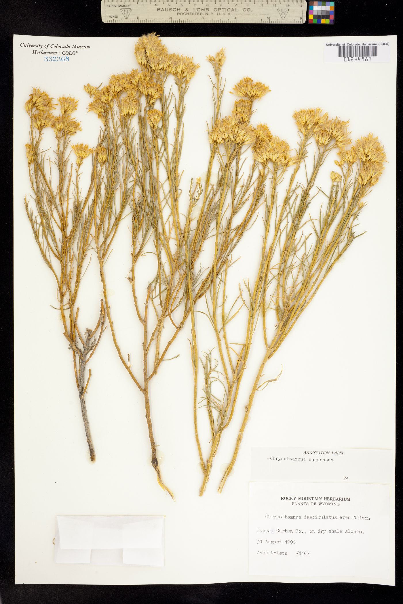 Mentzelia albicaulis image