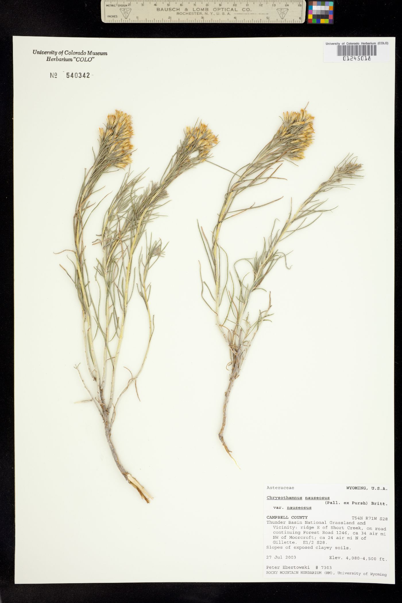 Antennaria racemosa image