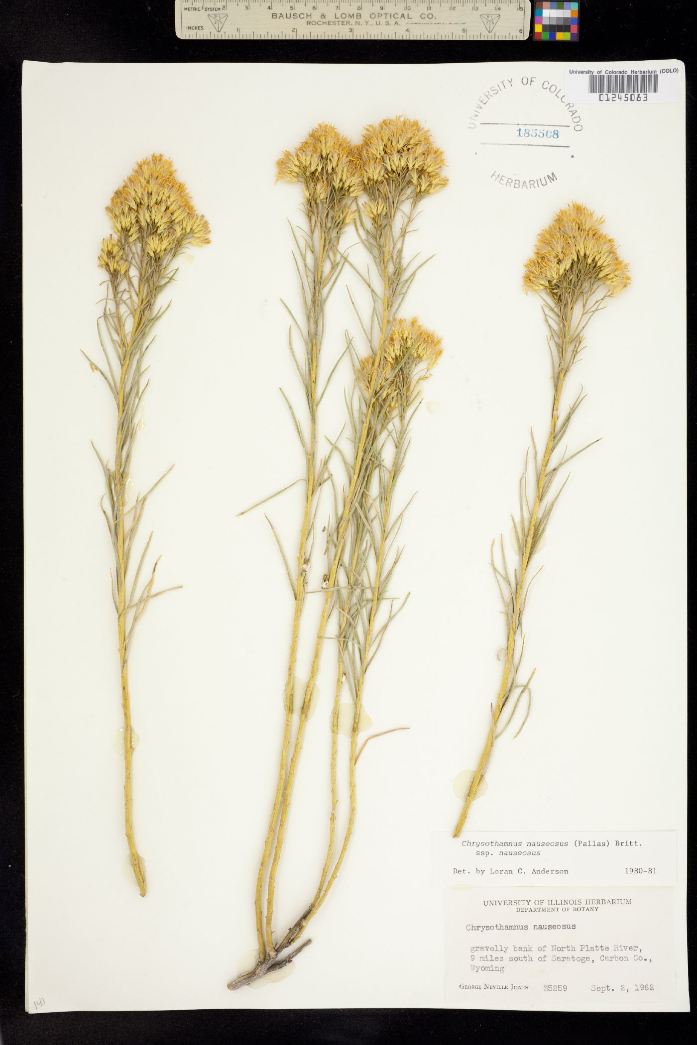 Mentzelia sinuata image