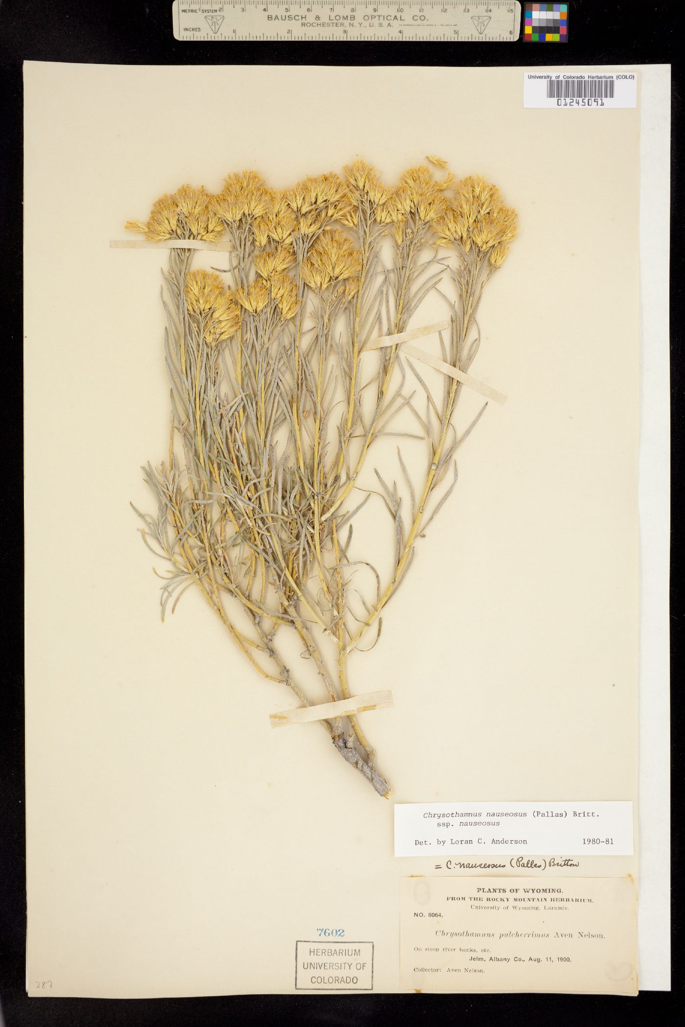 Mentzelia sinuata image