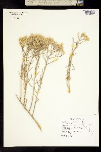 Ericameria nauseosa var. nauseosa image