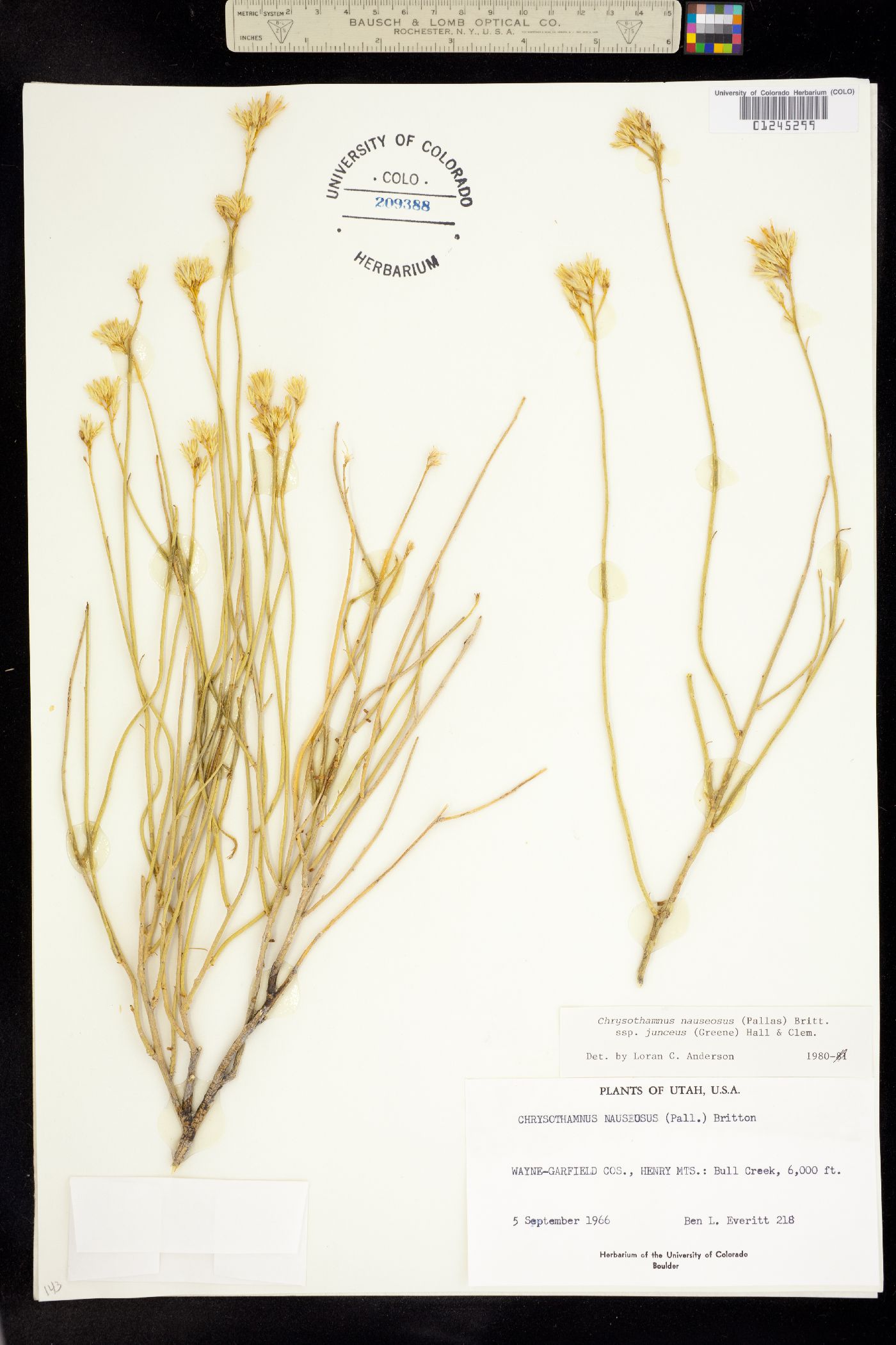 Chrysothamnus nauseosus ssp. junceus image