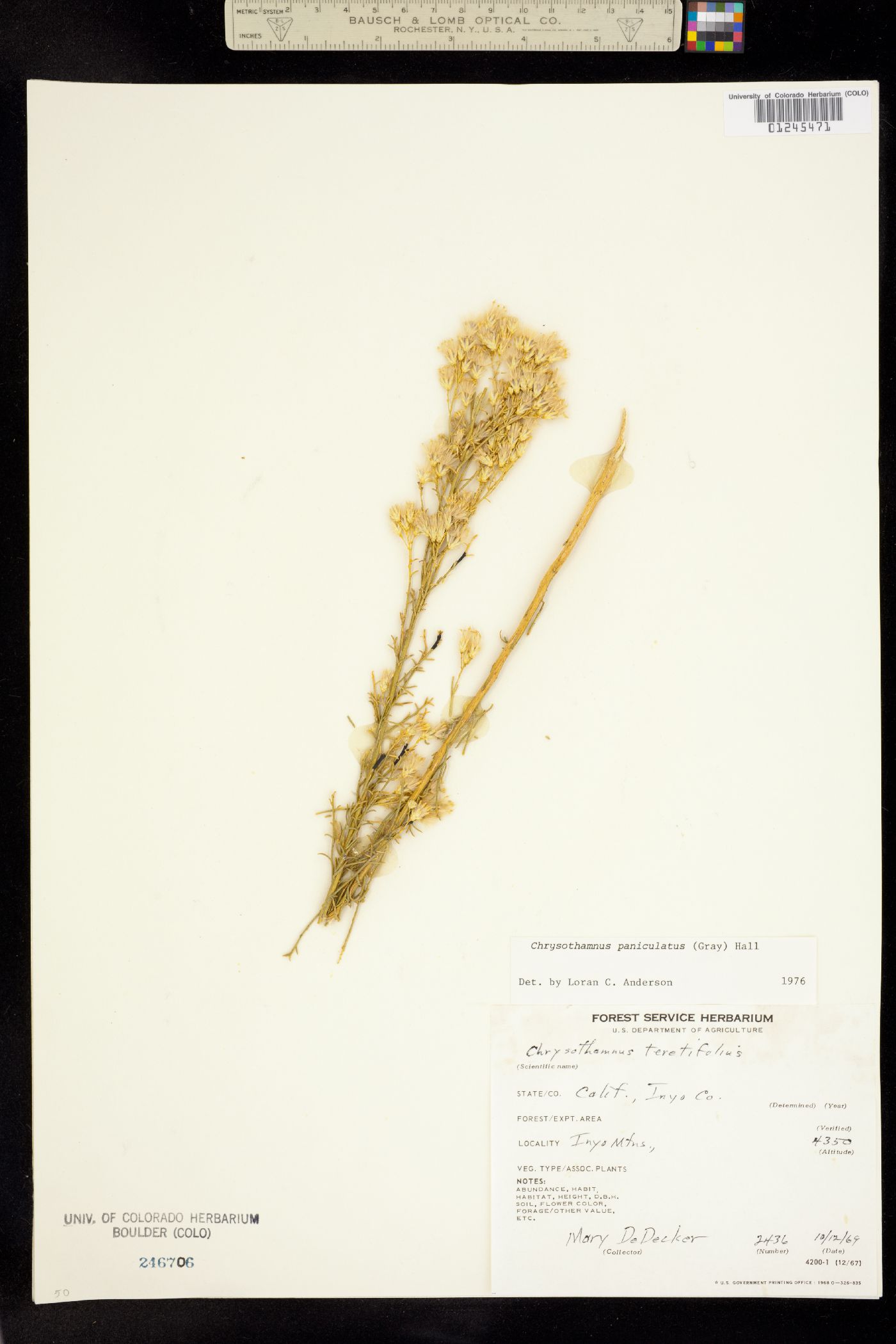 Ericameria paniculata image
