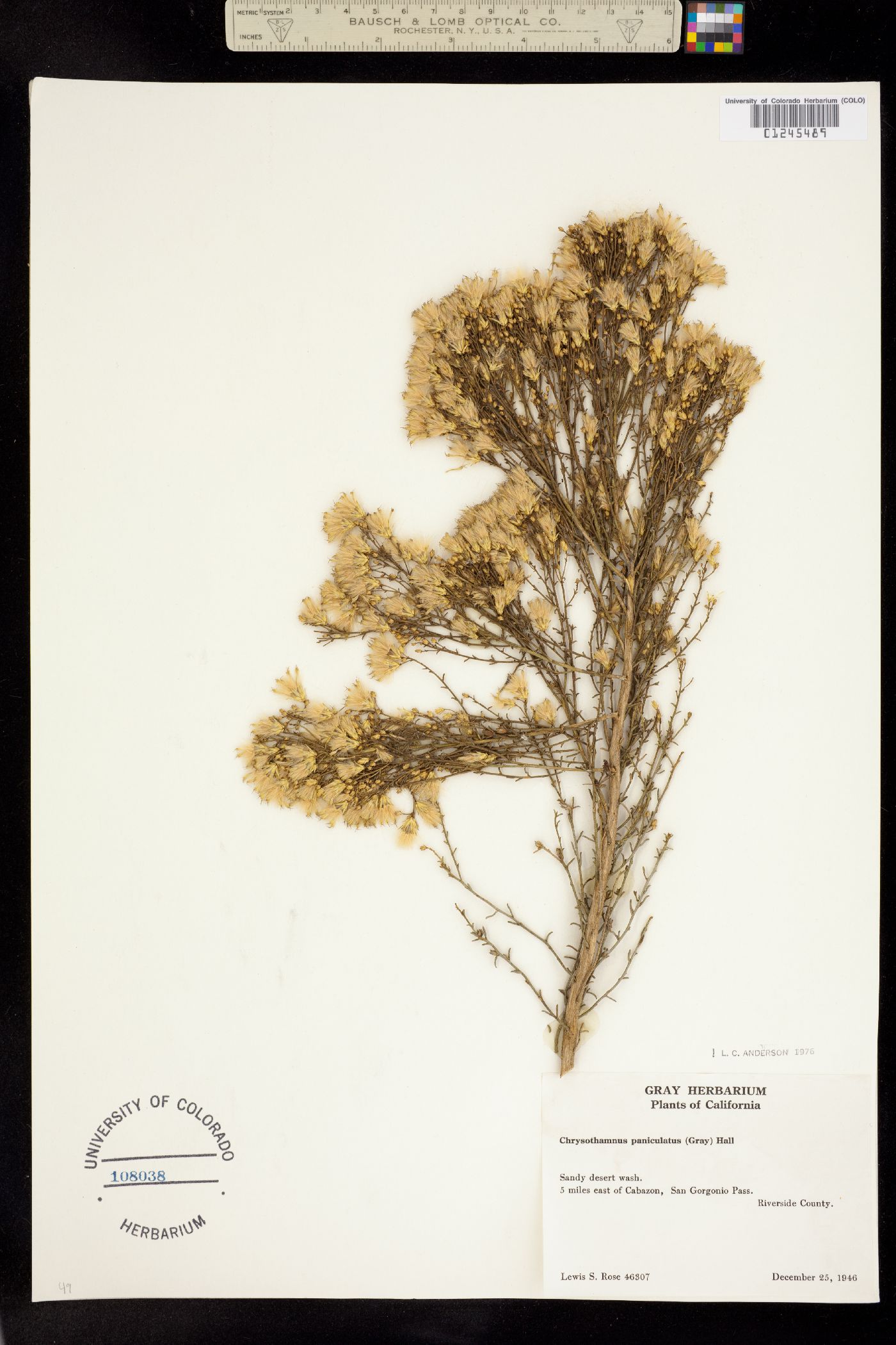 Ericameria paniculata image