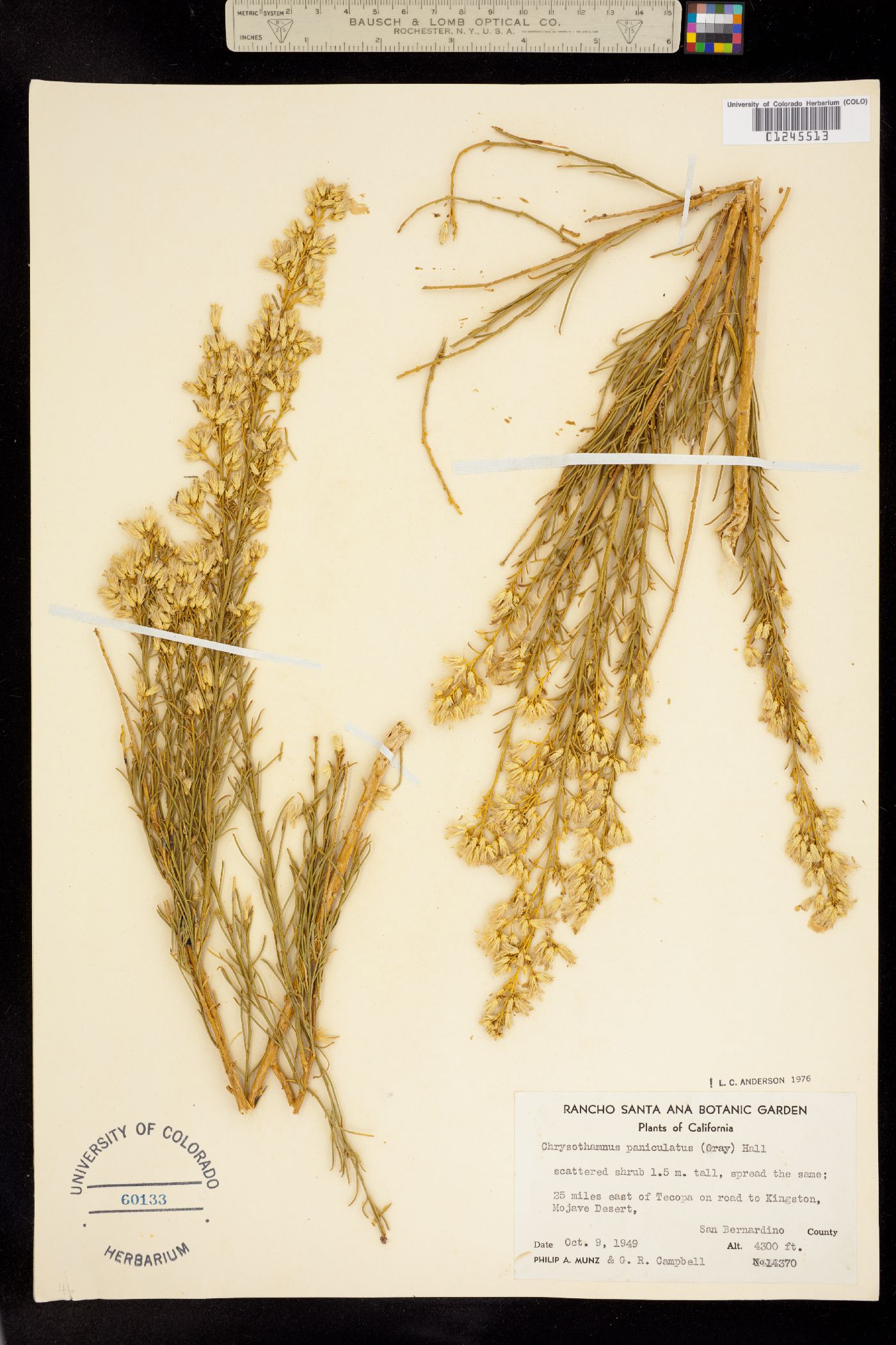 Ericameria paniculata image