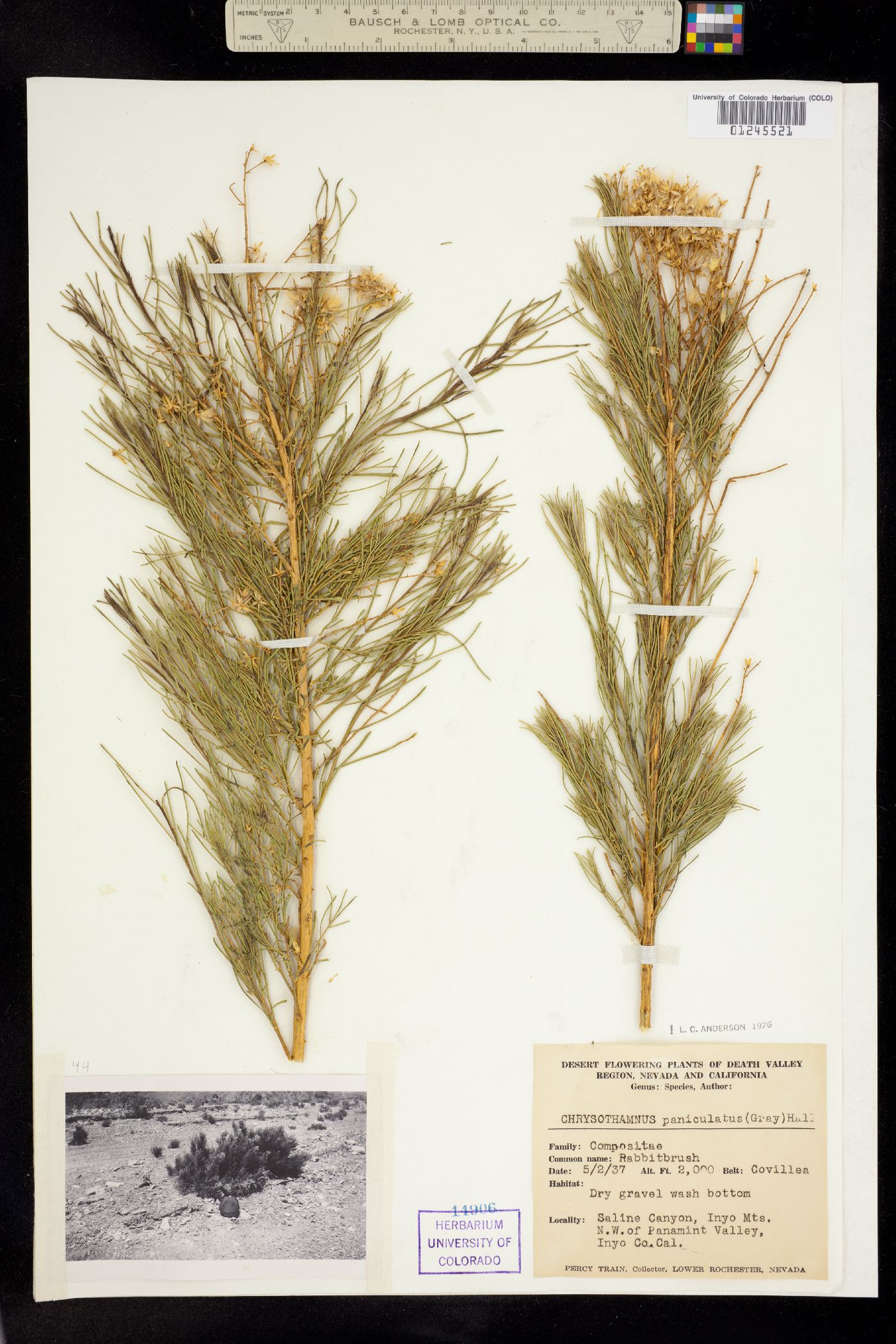 Ericameria paniculata image