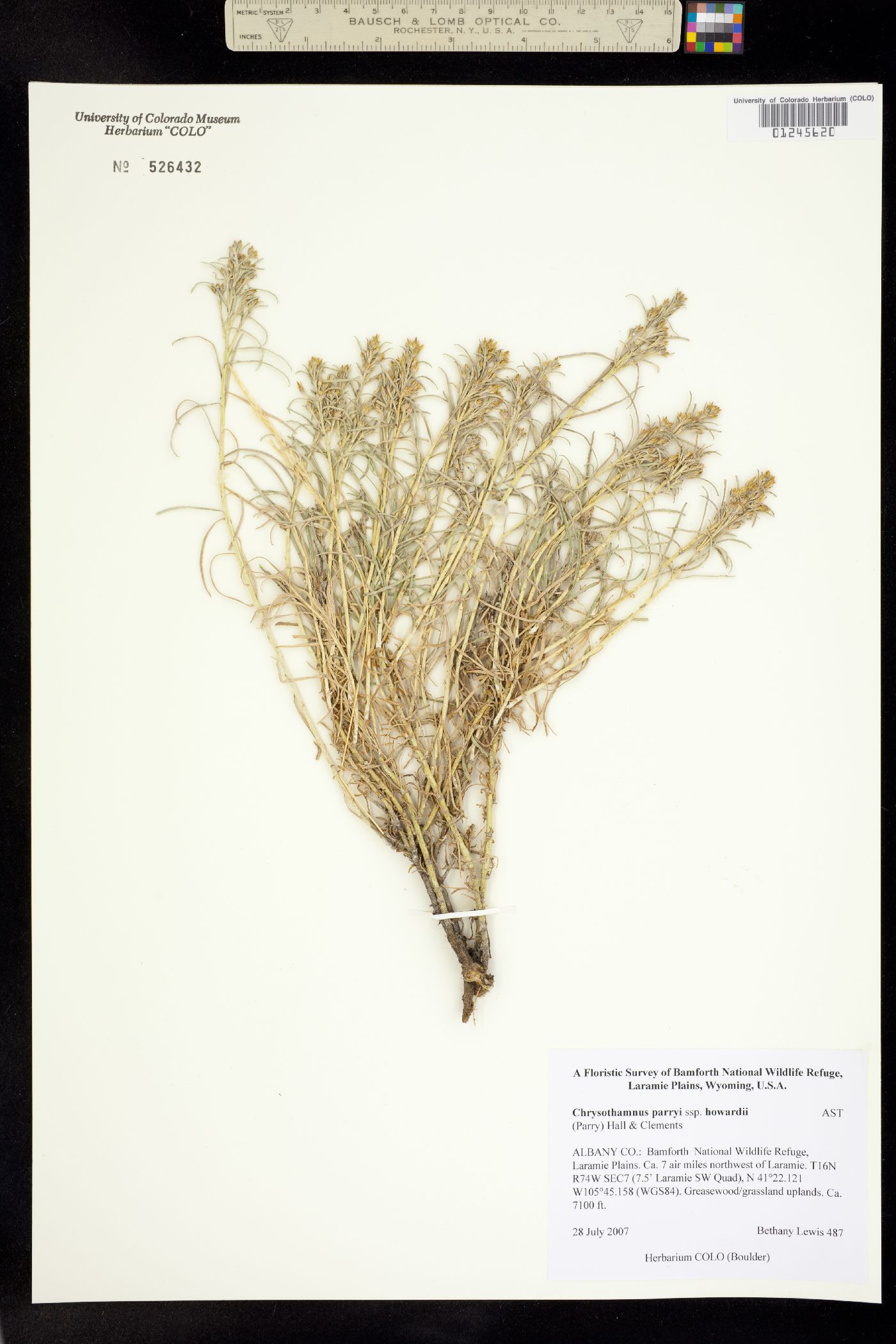 Ericameria parryi var. howardii image