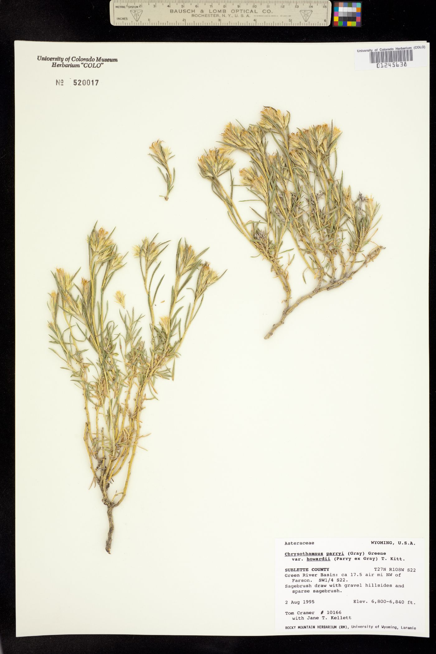 Ericameria parryi var. howardii image