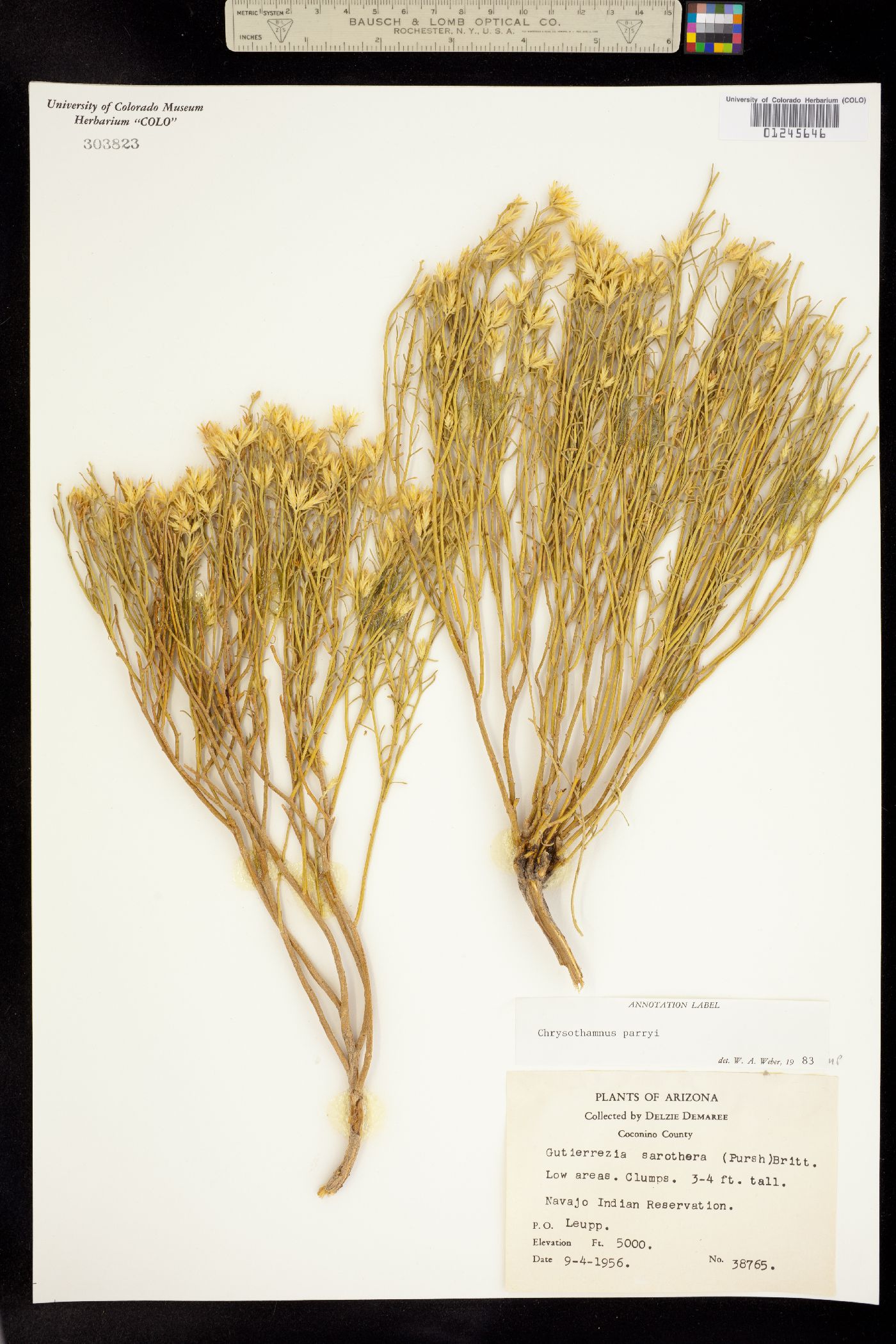 Ericameria parryi var. howardii image