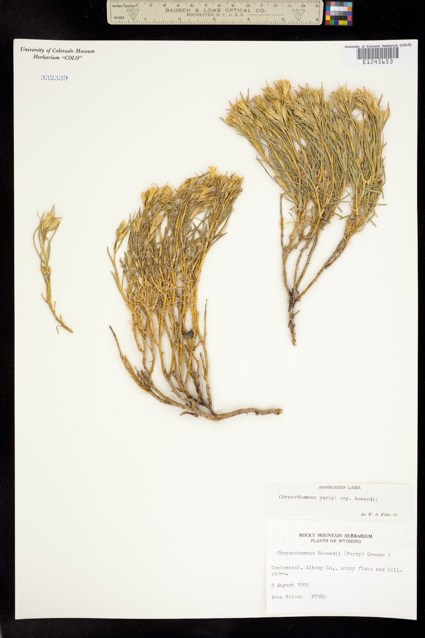 Chrysothamnus parryi ssp. howardii image