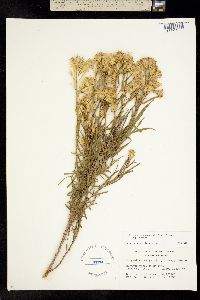 Ericameria parryi image