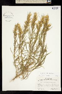Ericameria parryi image