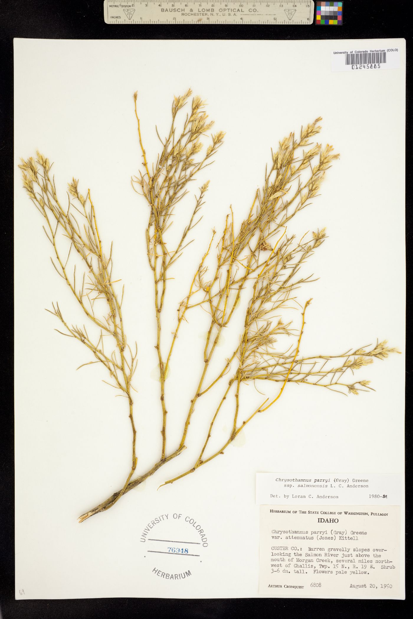 Chrysothamnus parryi ssp. salmonensis image