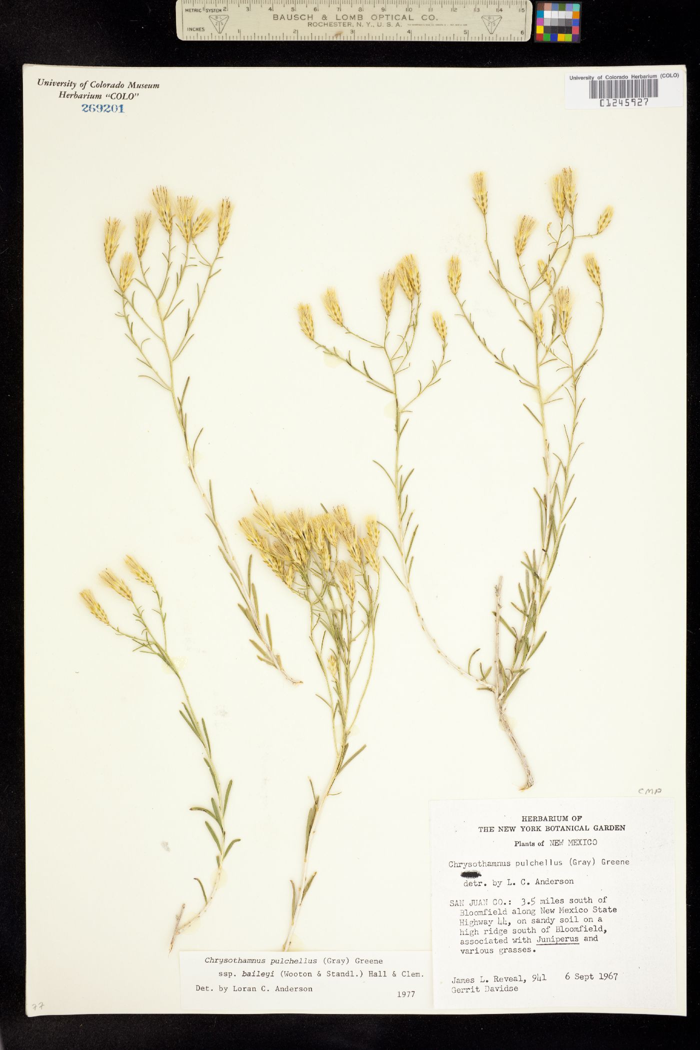 Chrysothamnus pulchellus image