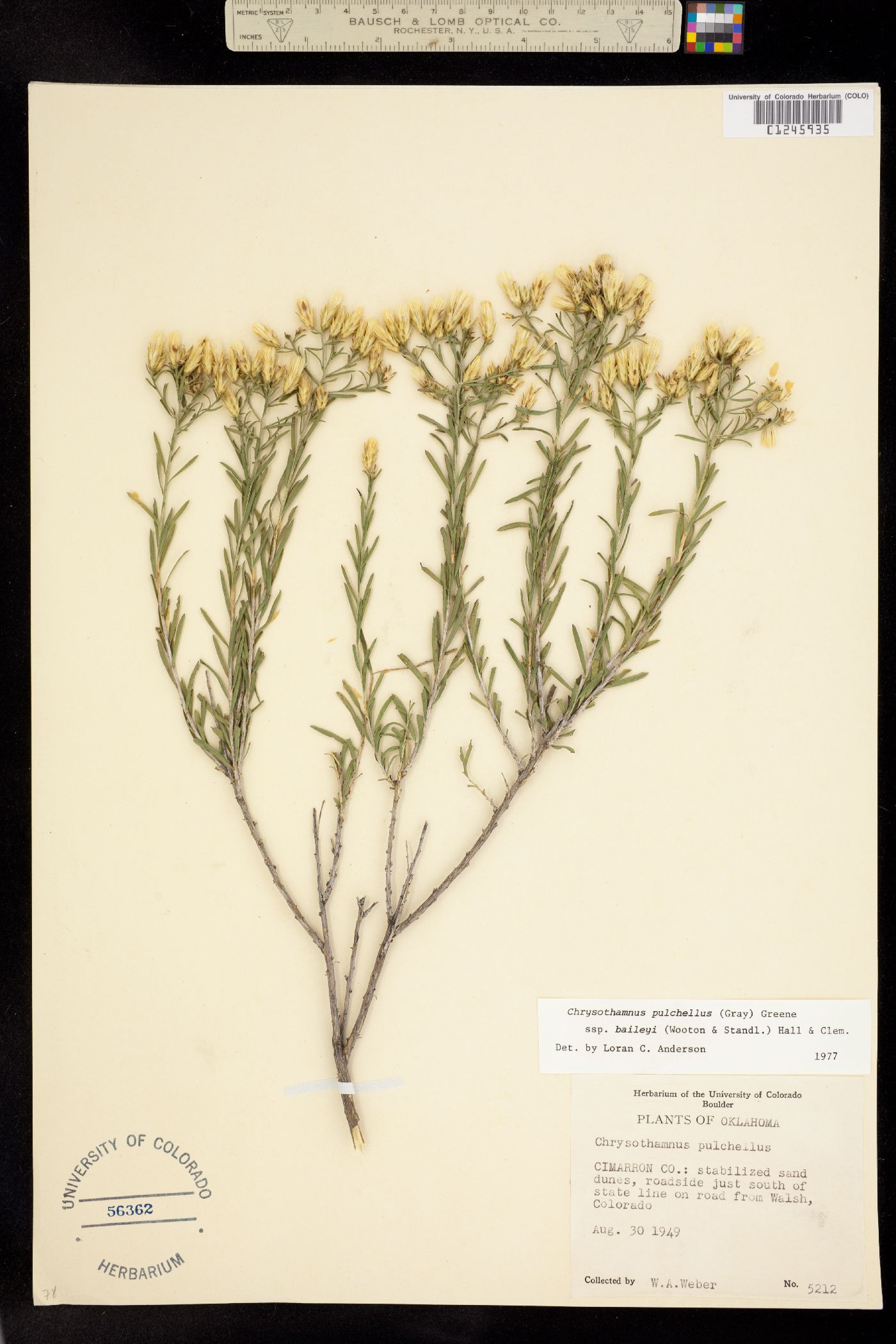 Chrysothamnus pulchellus ssp. baileyi image