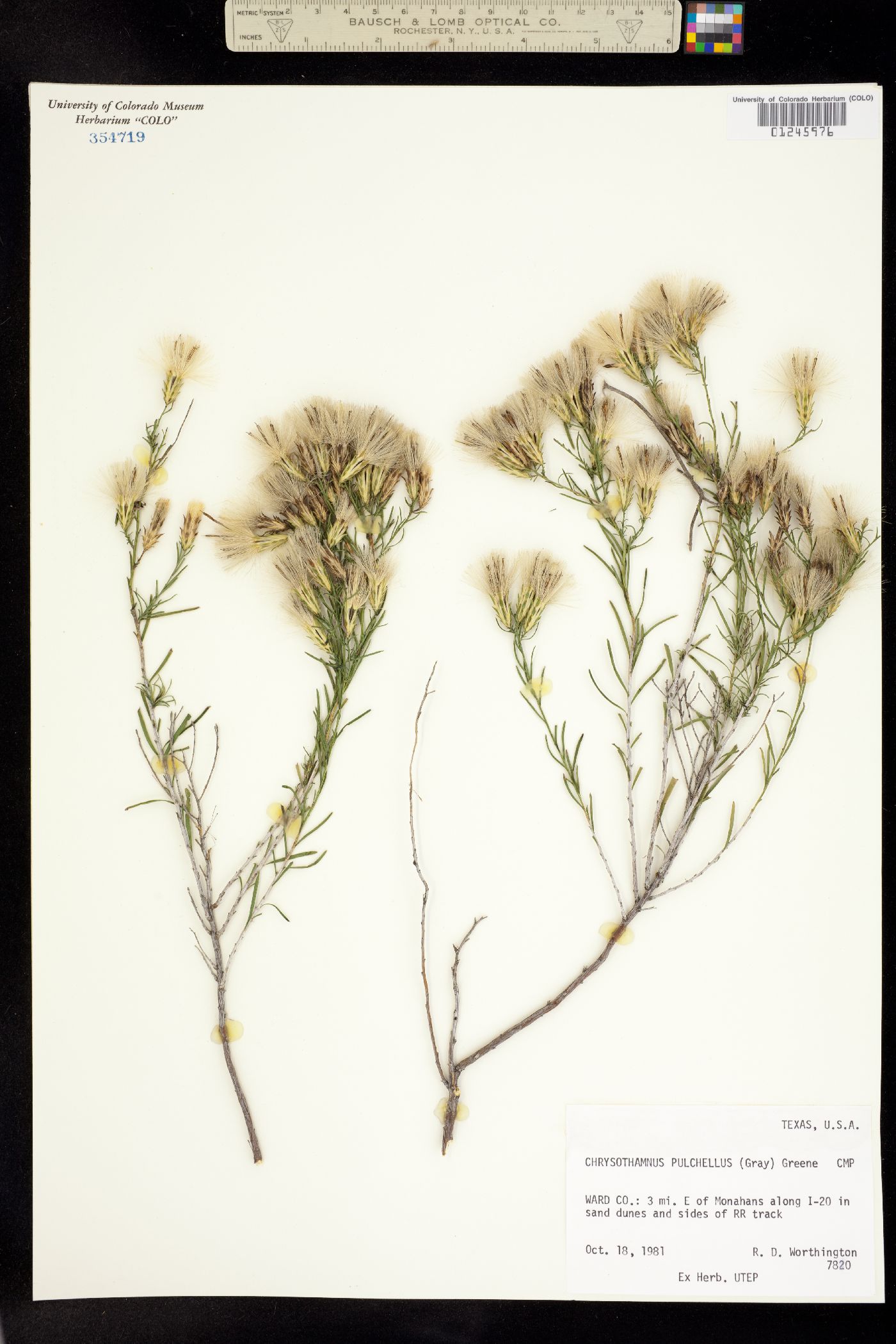 Chrysothamnus pulchellus image