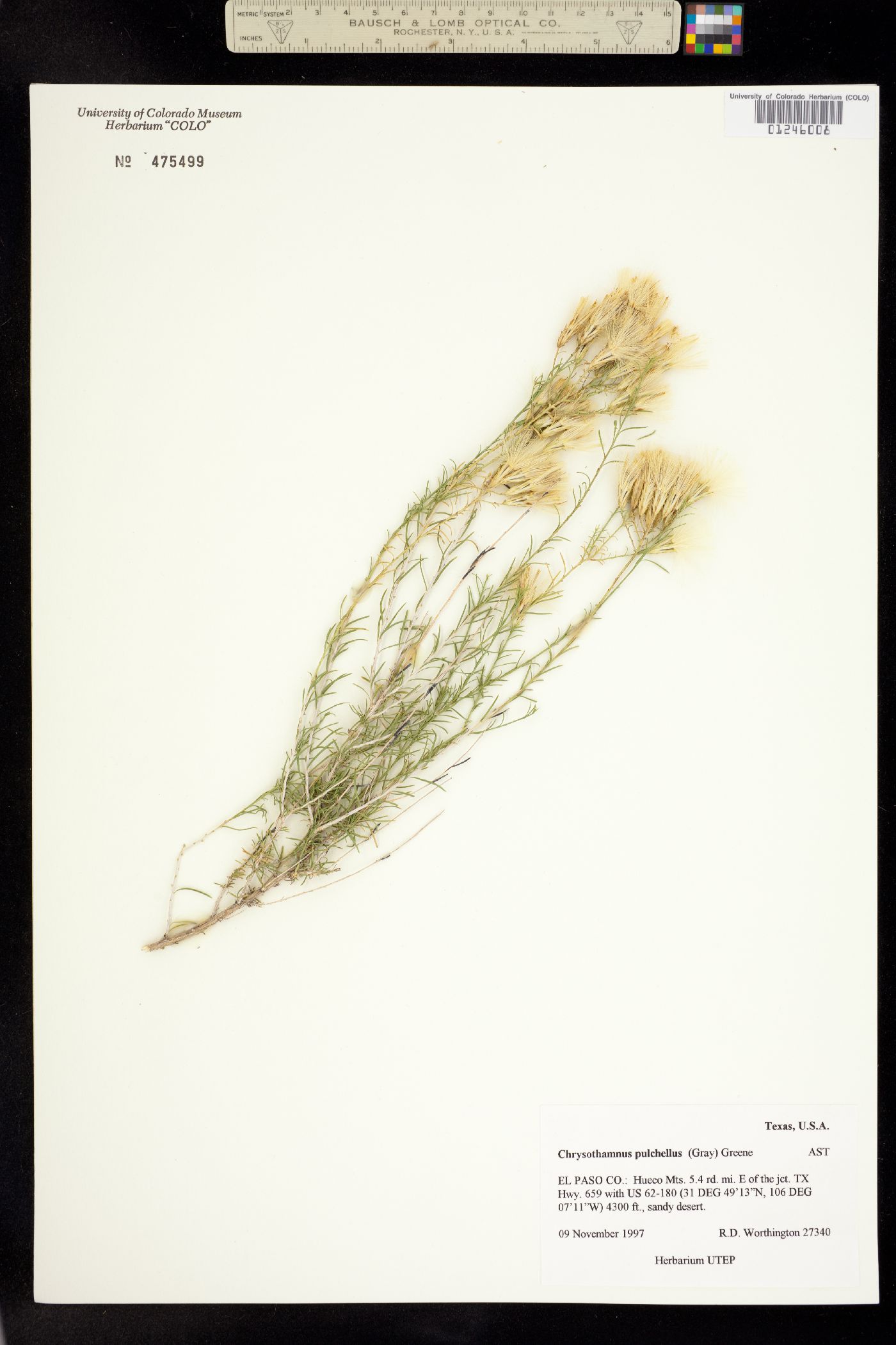 Chrysothamnus pulchellus image