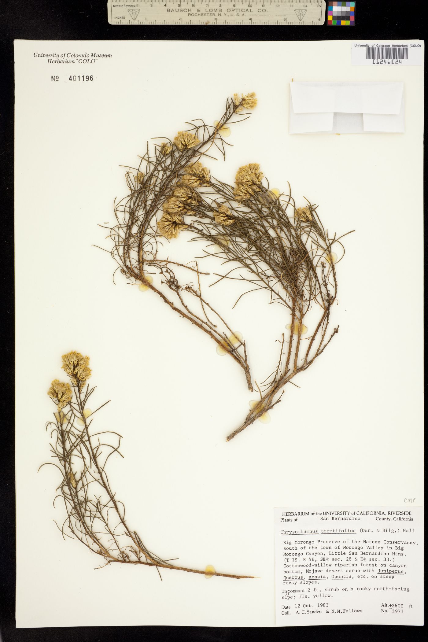 Ericameria teretifolia image