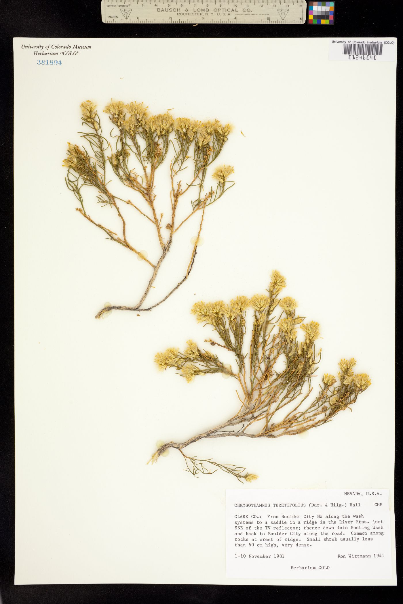 Ericameria teretifolia image