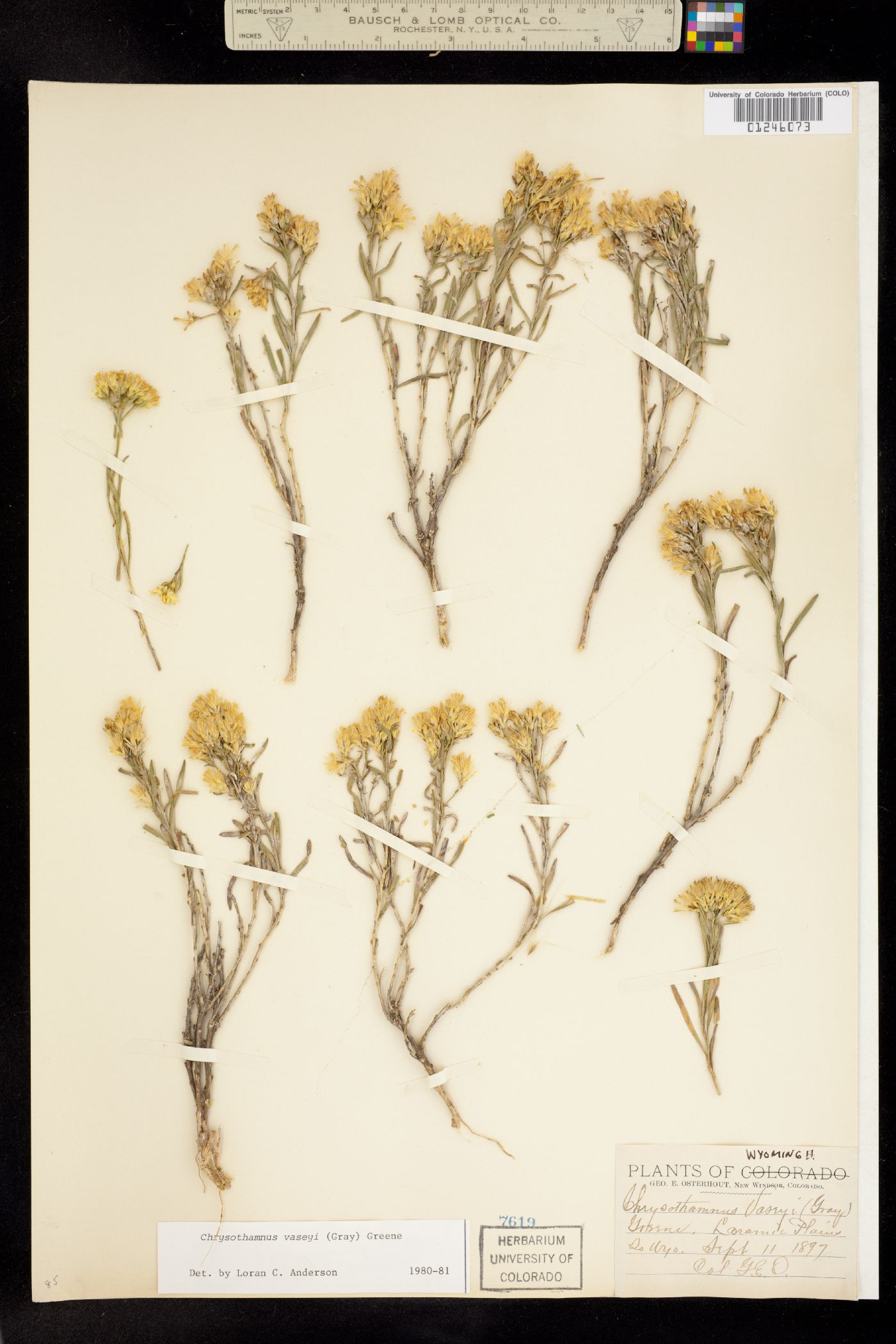 Chrysothamnus vaseyi image