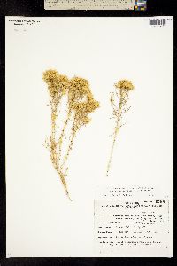 Chrysothamnus viscidiflorus subsp. axillaris image