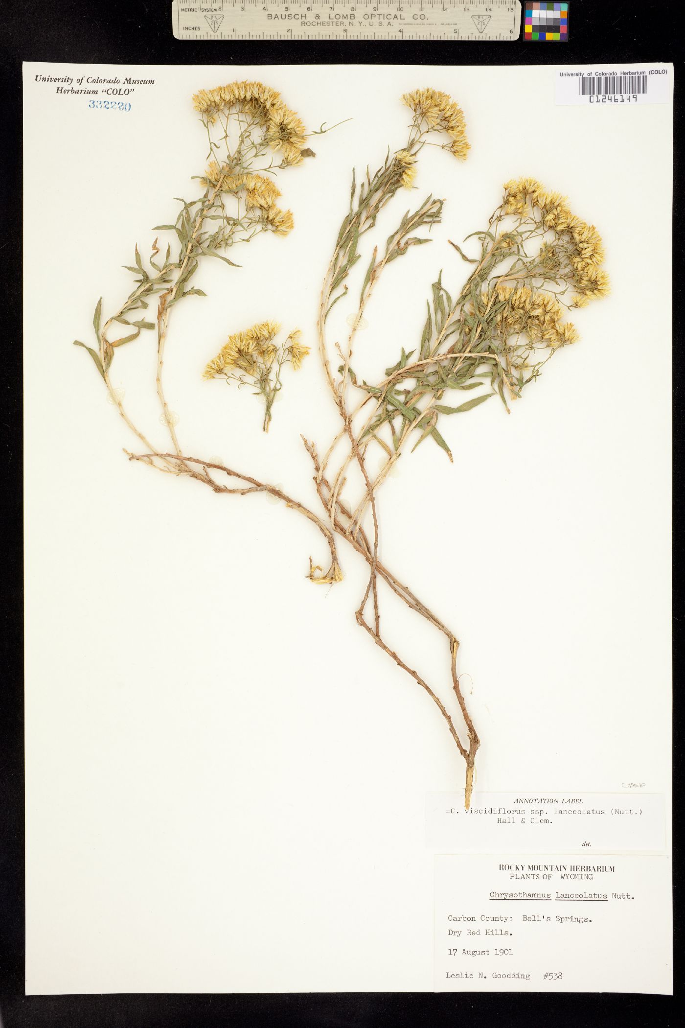 Tripterocalyx micranthus image