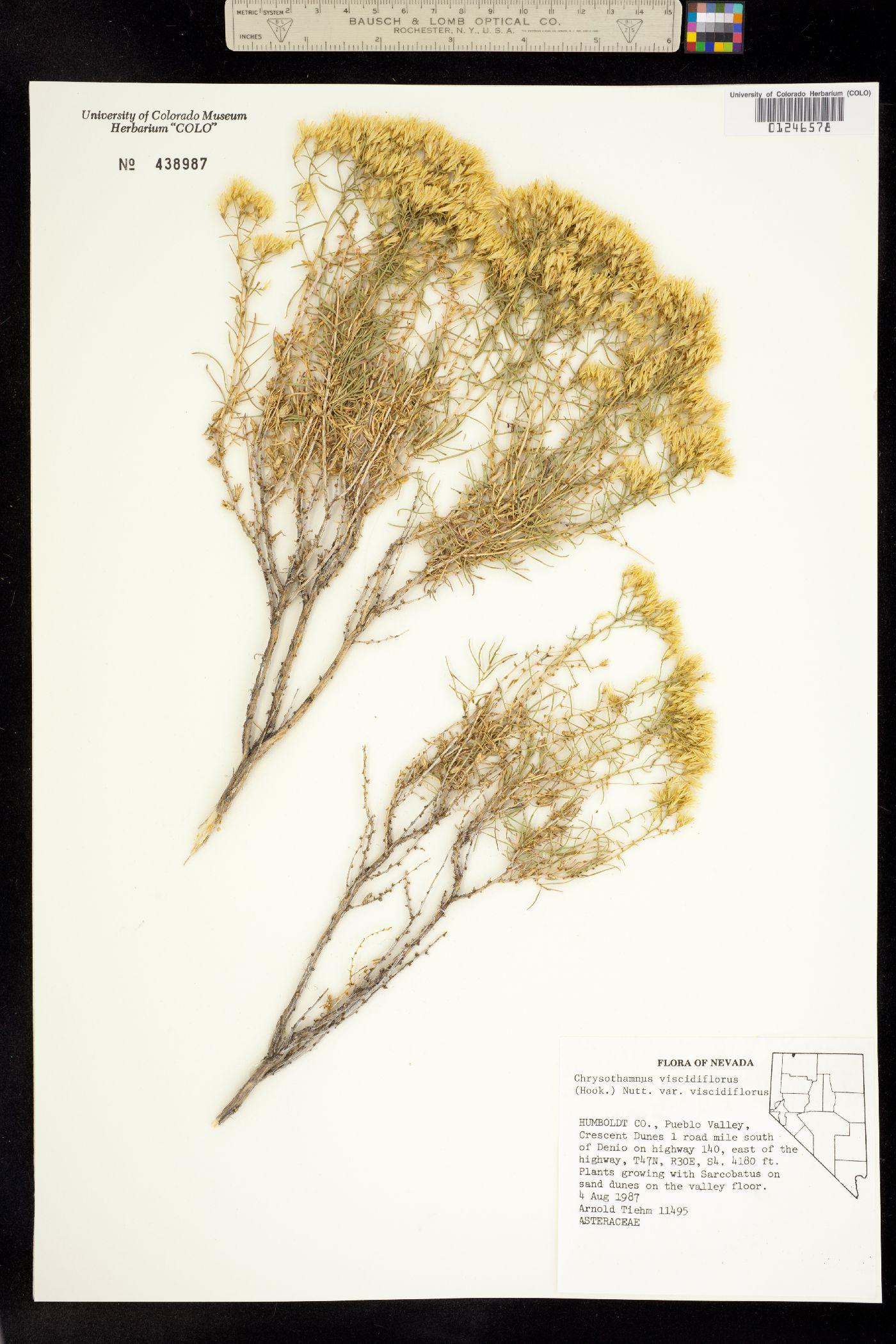 Chrysothamnus viscidiflorus subsp. viscidiflorus image