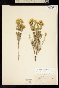 Chrysothamnus viscidiflorus subsp. viscidiflorus image