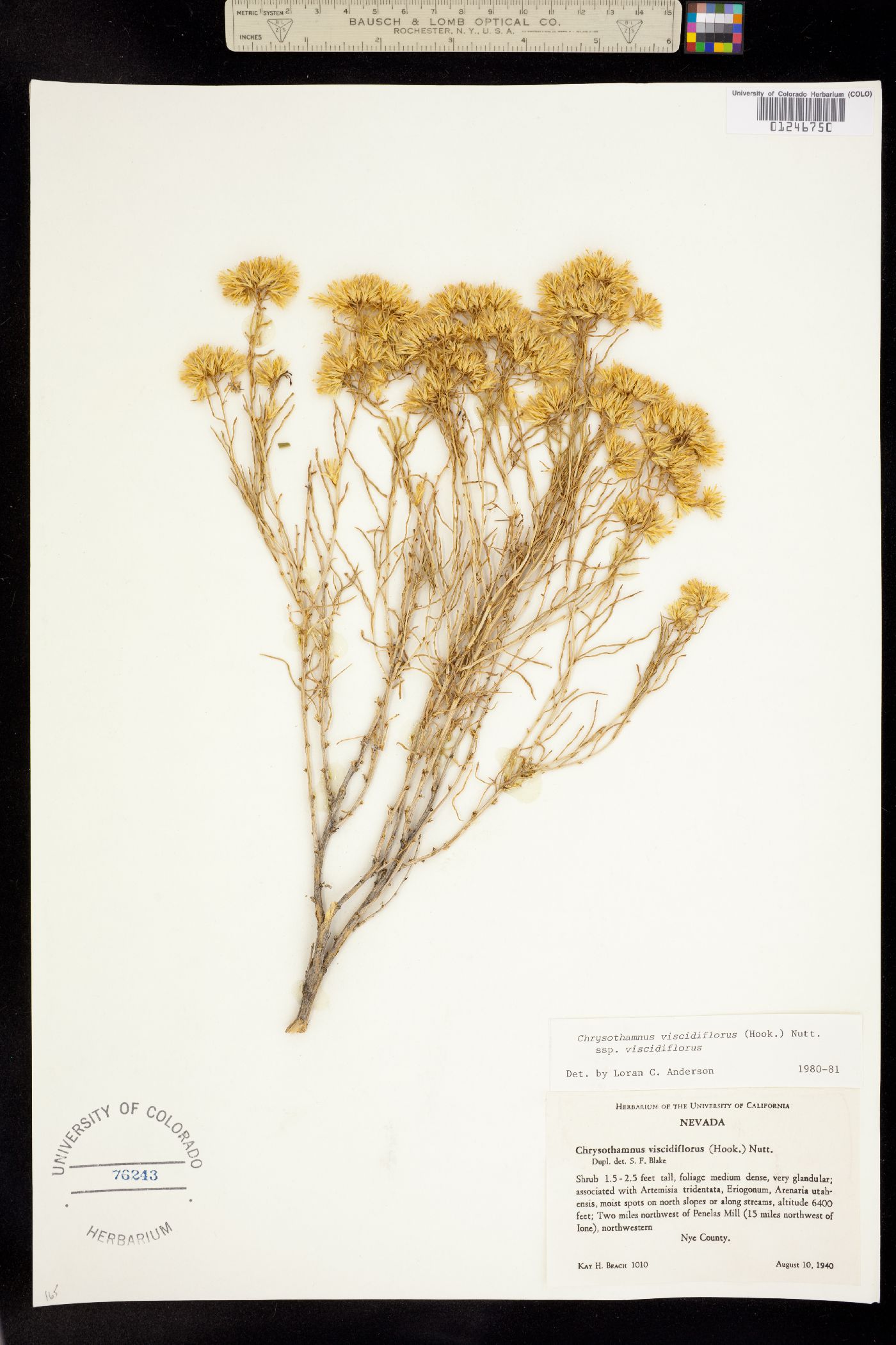 Chrysothamnus viscidiflorus subsp. viscidiflorus image