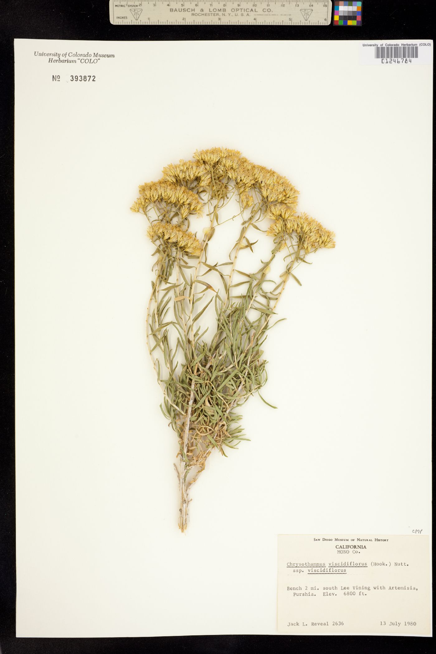 Chrysothamnus viscidiflorus subsp. viscidiflorus image