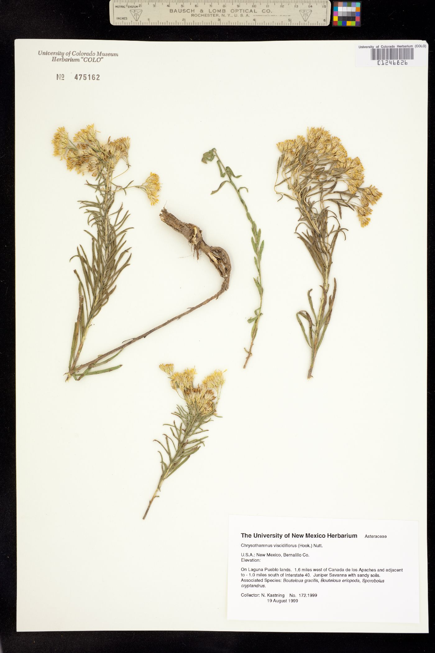 Chrysothamnus image